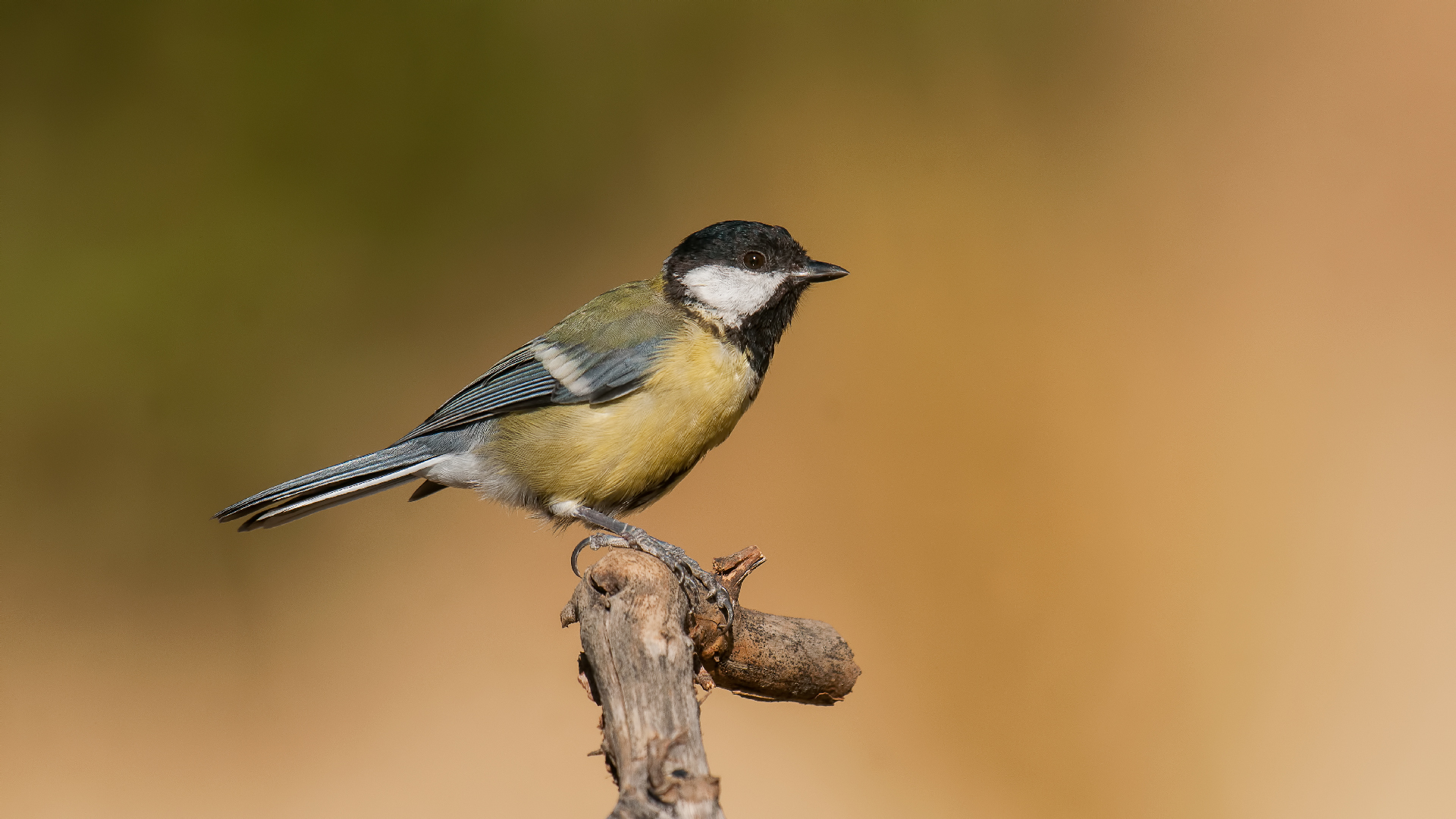 Grande Tit »Parus major