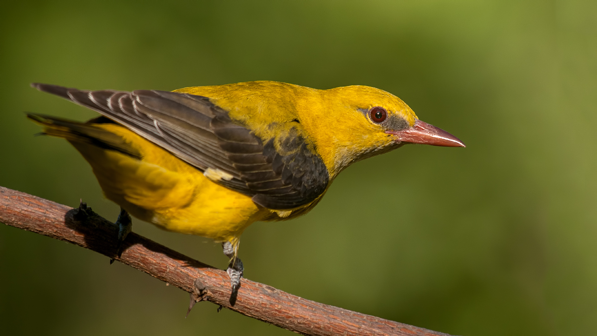 Rigogolo »Oriolus oriolus