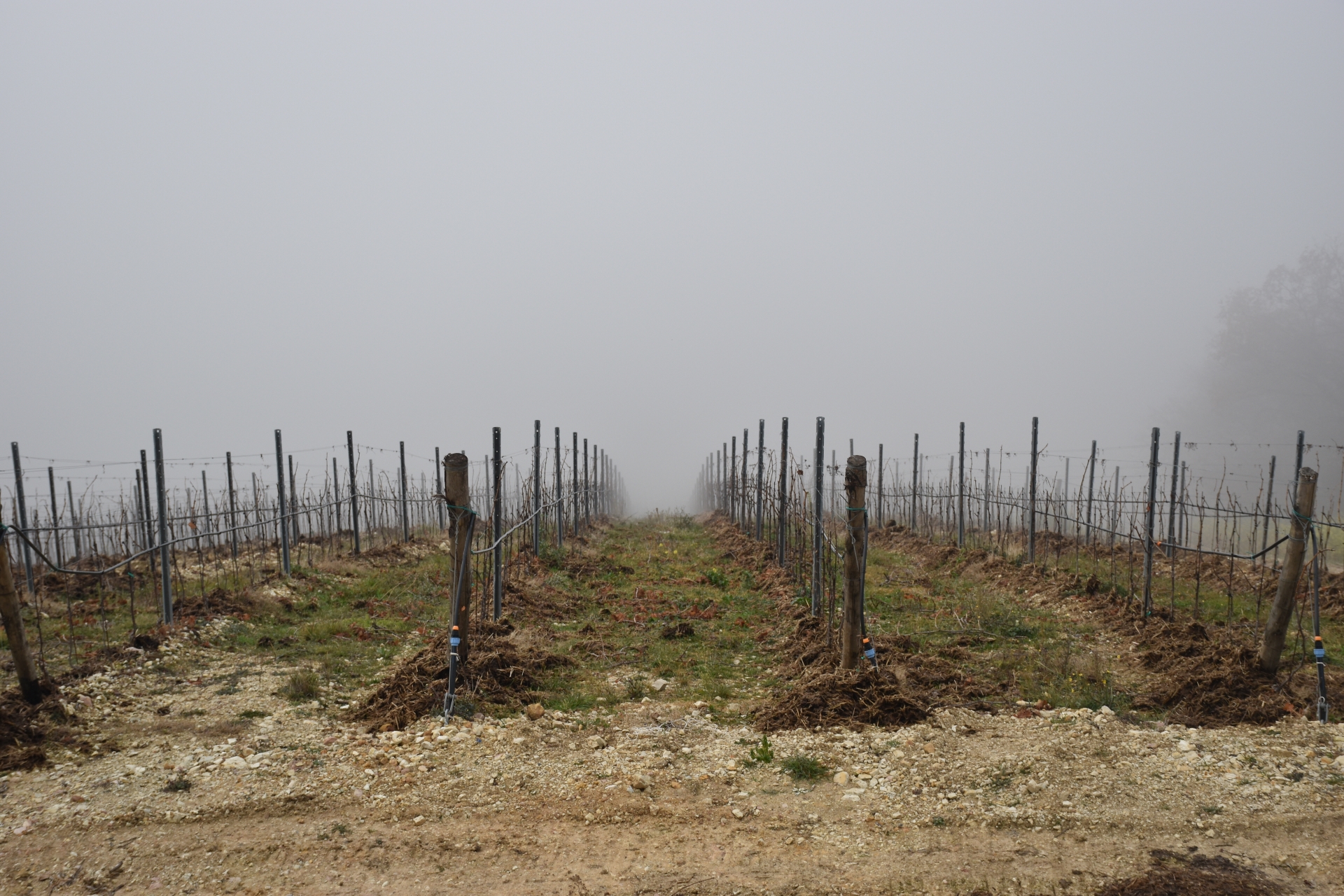 Rows that plunge into the fog