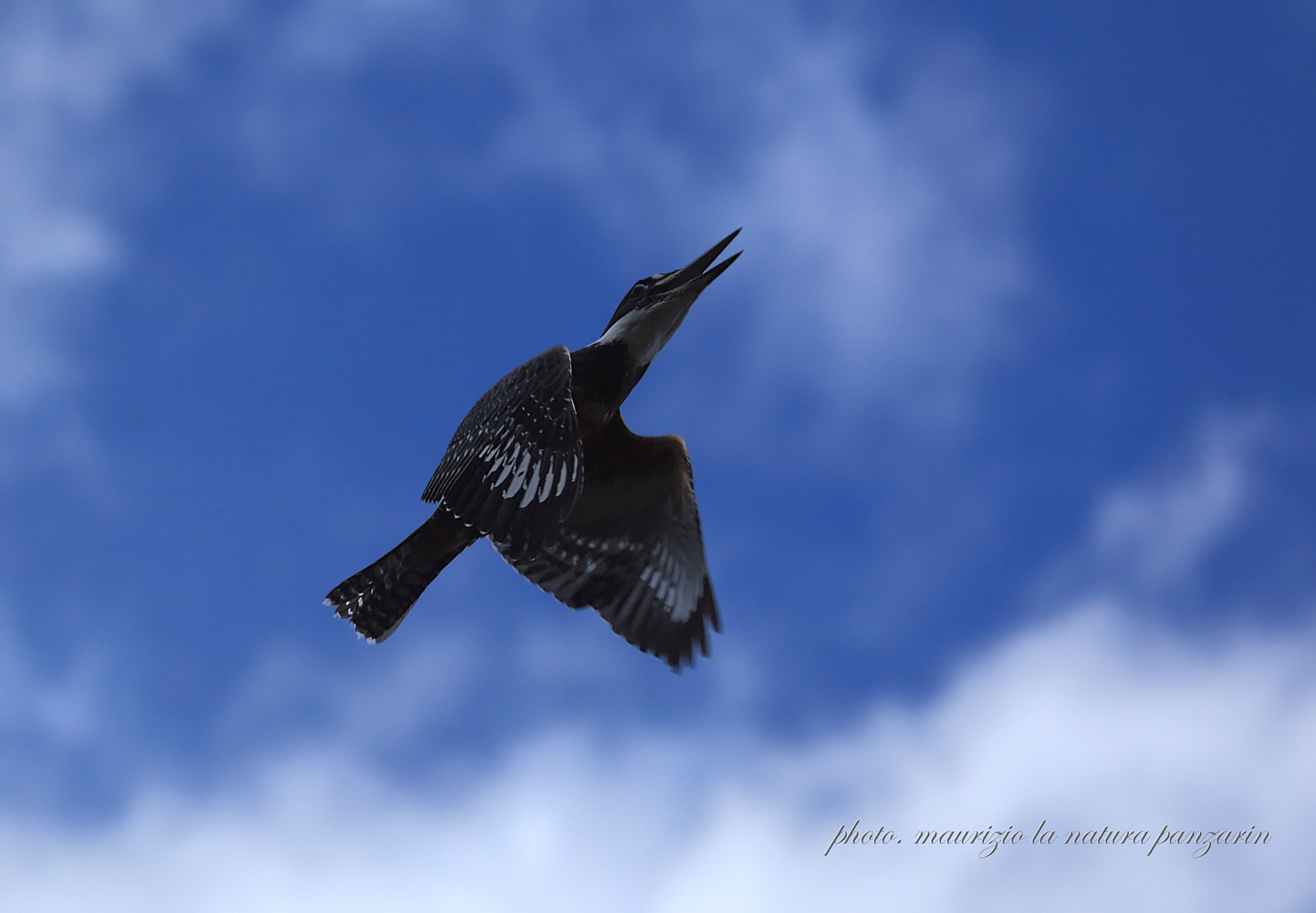 the flight of martin !!