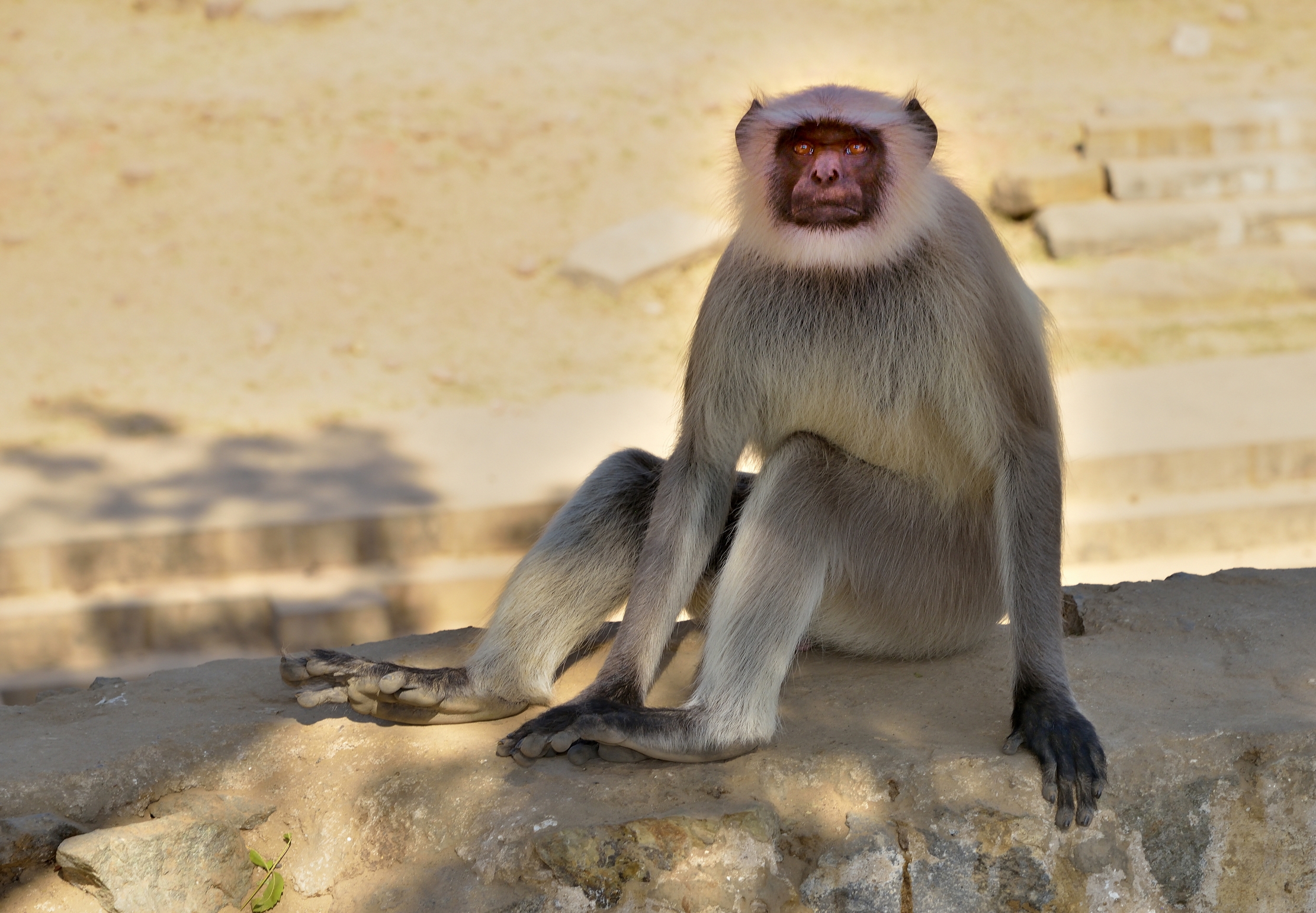 Gujarat 2015 - Macaco