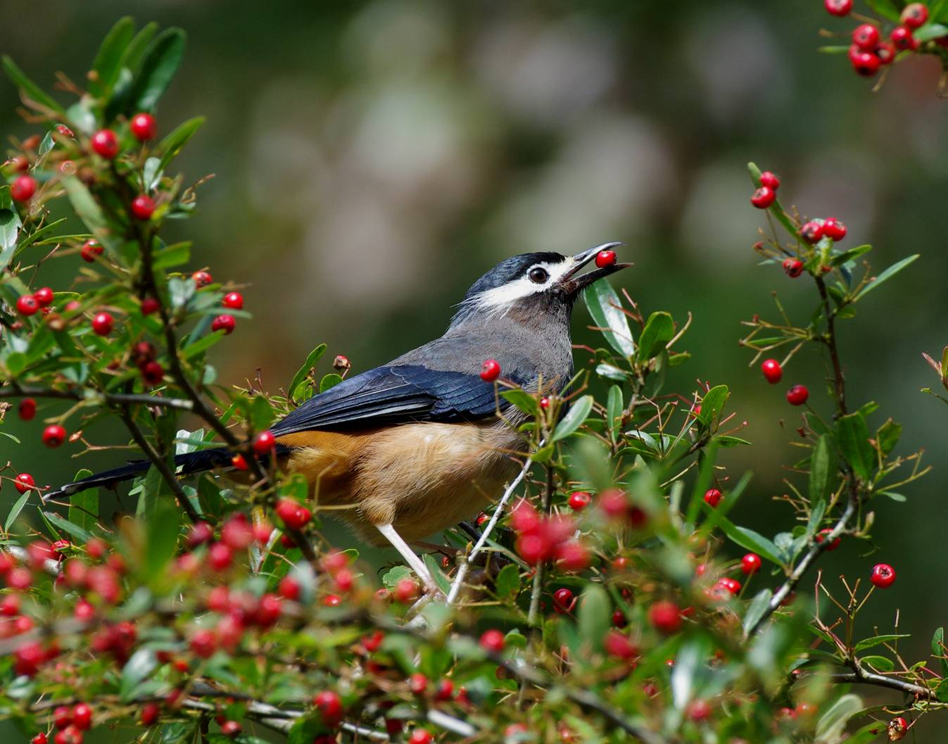 White-eared Sibia