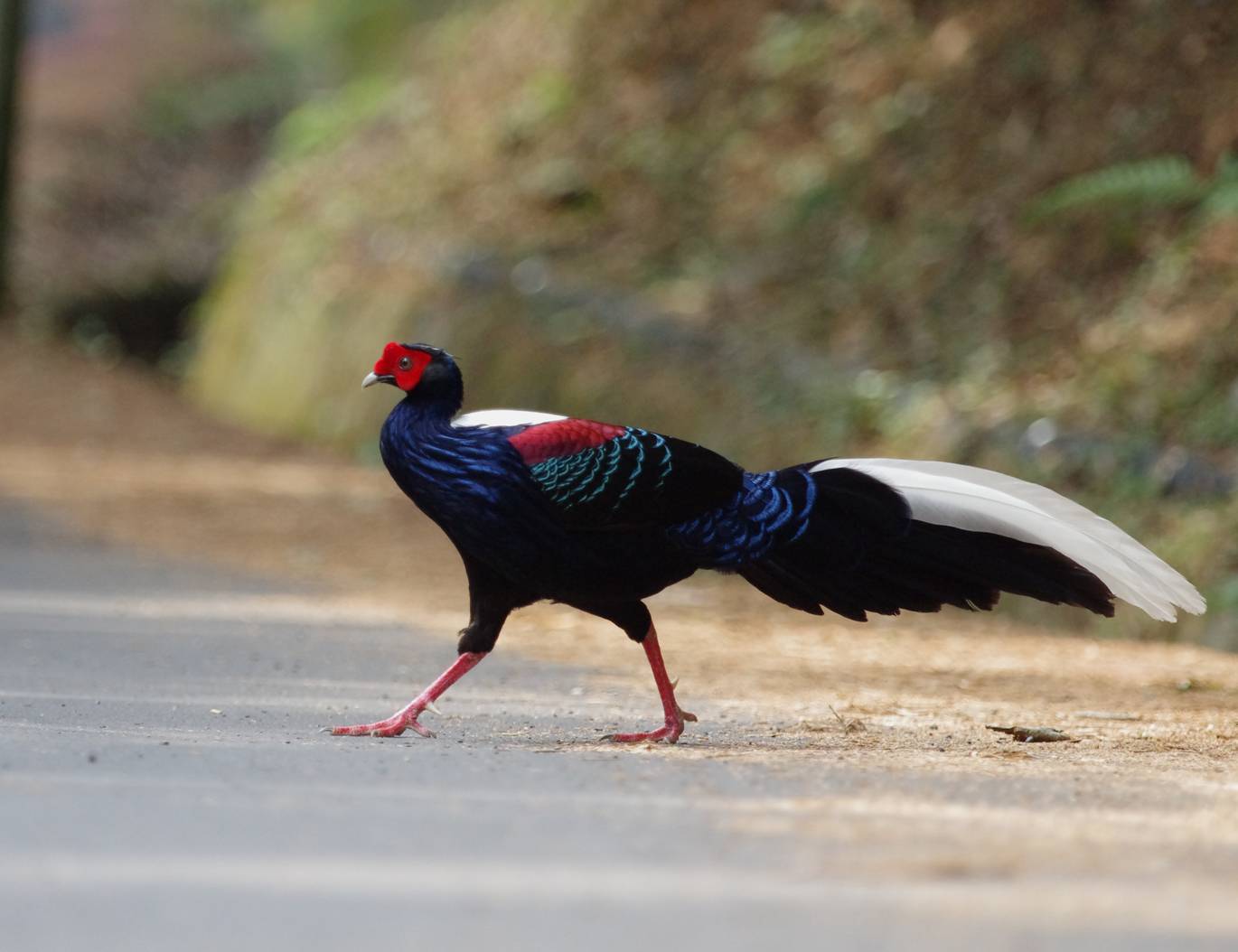 Swinhoe's Pheasant