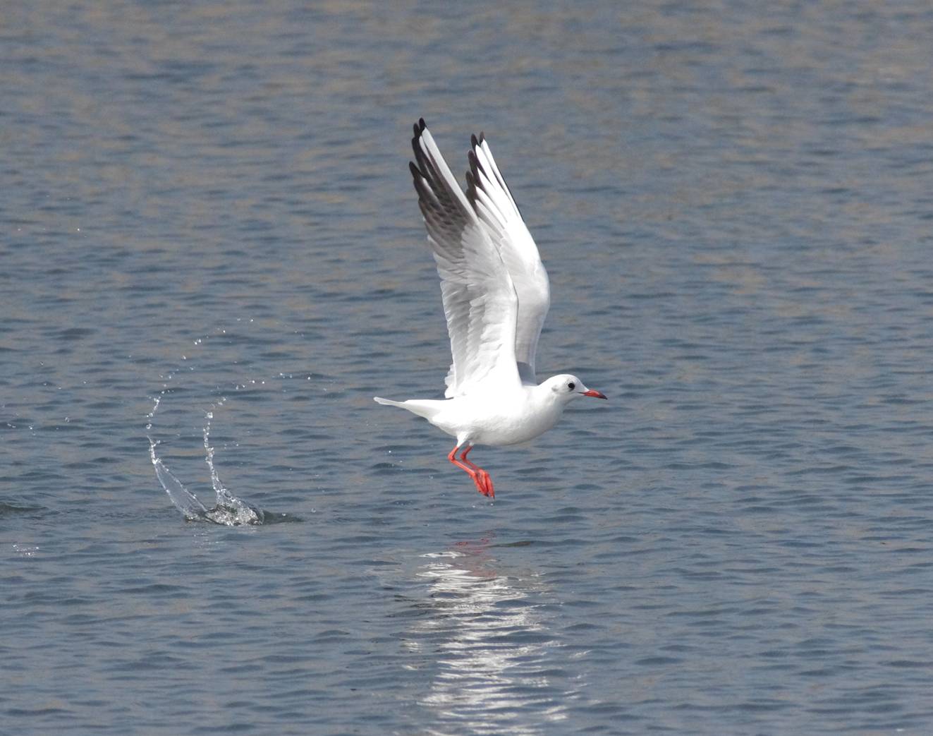 Gabbiano con testa nera