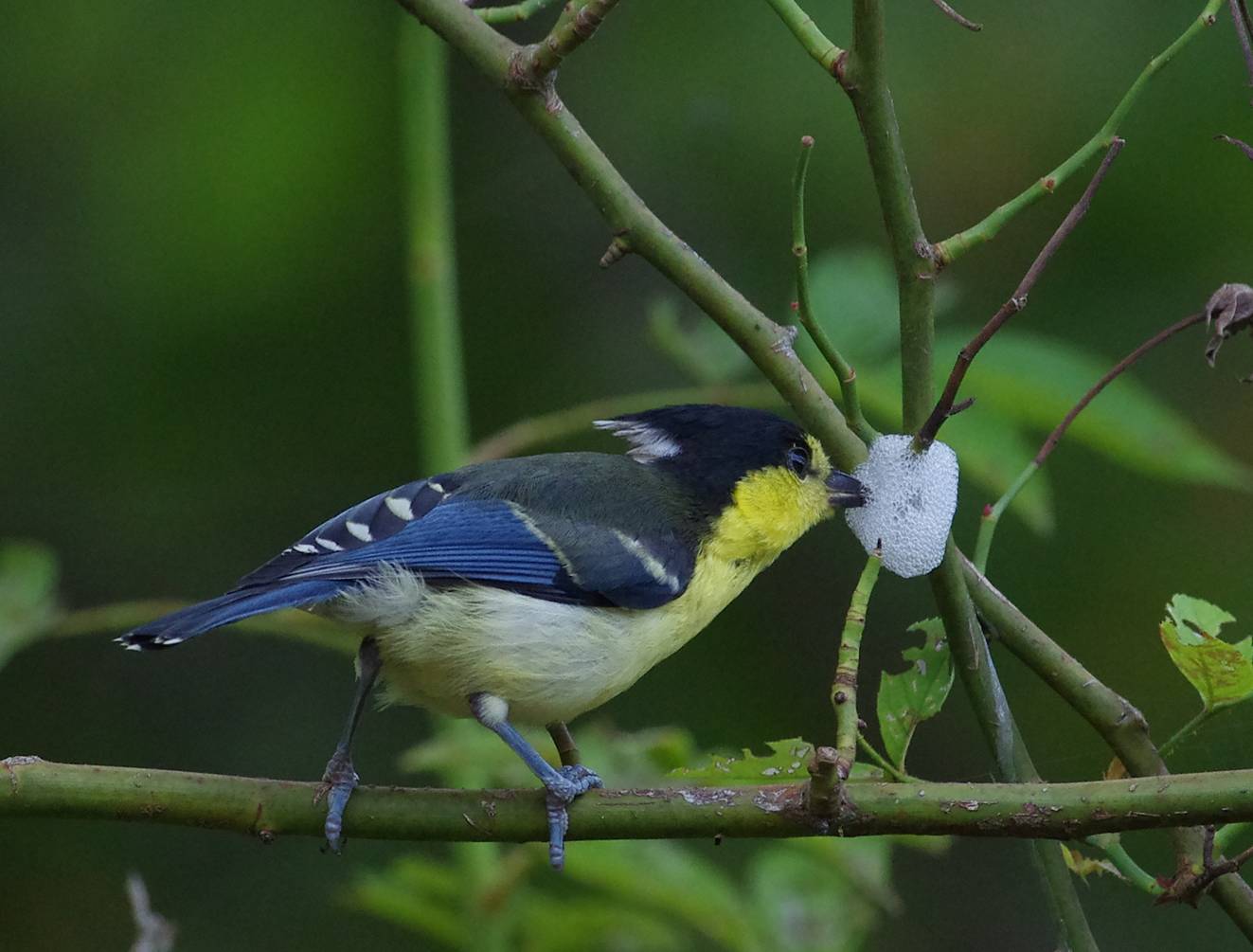 Giallo Tit / Taiwan Tit