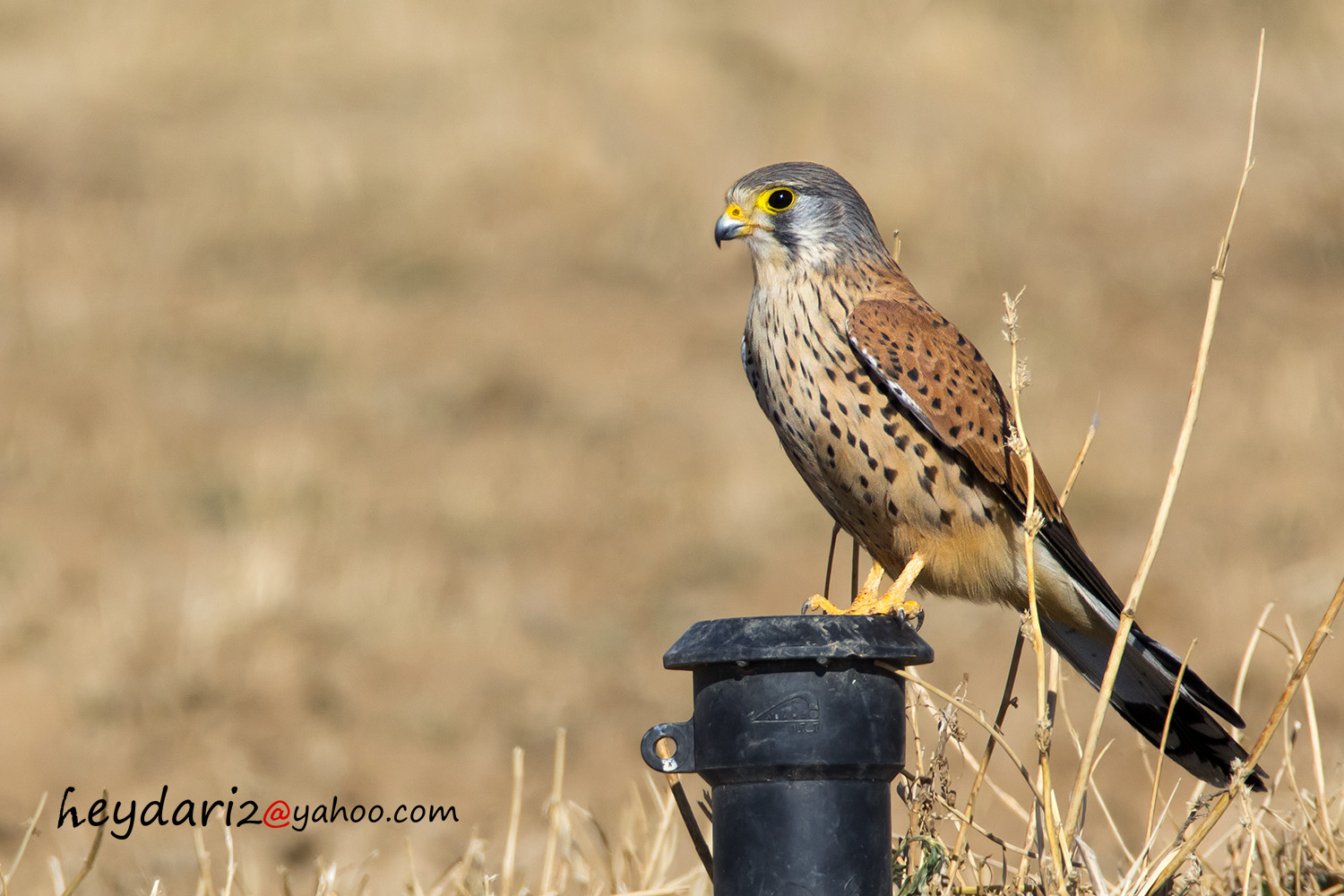 kestrel