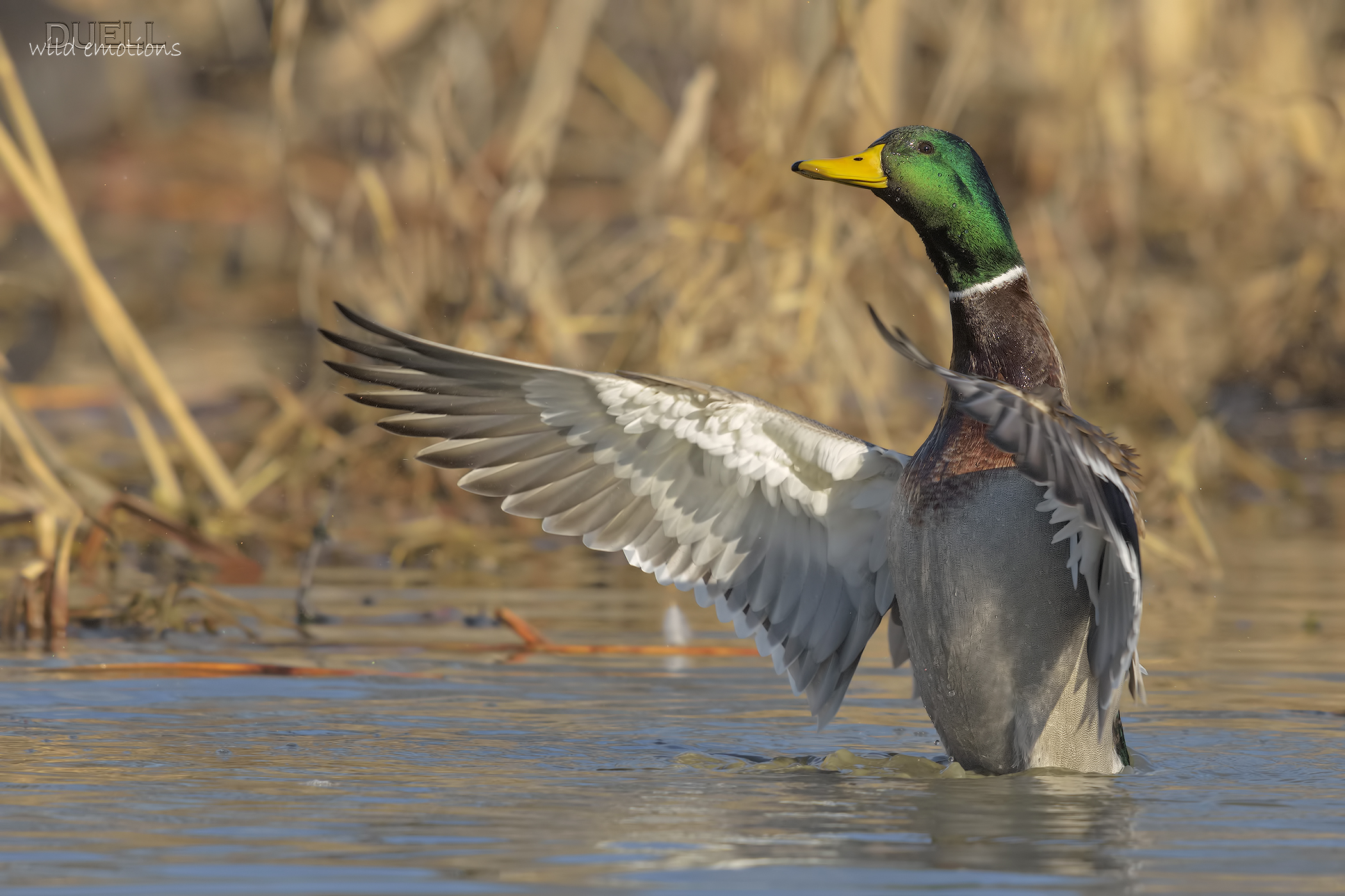 the pond Mallard