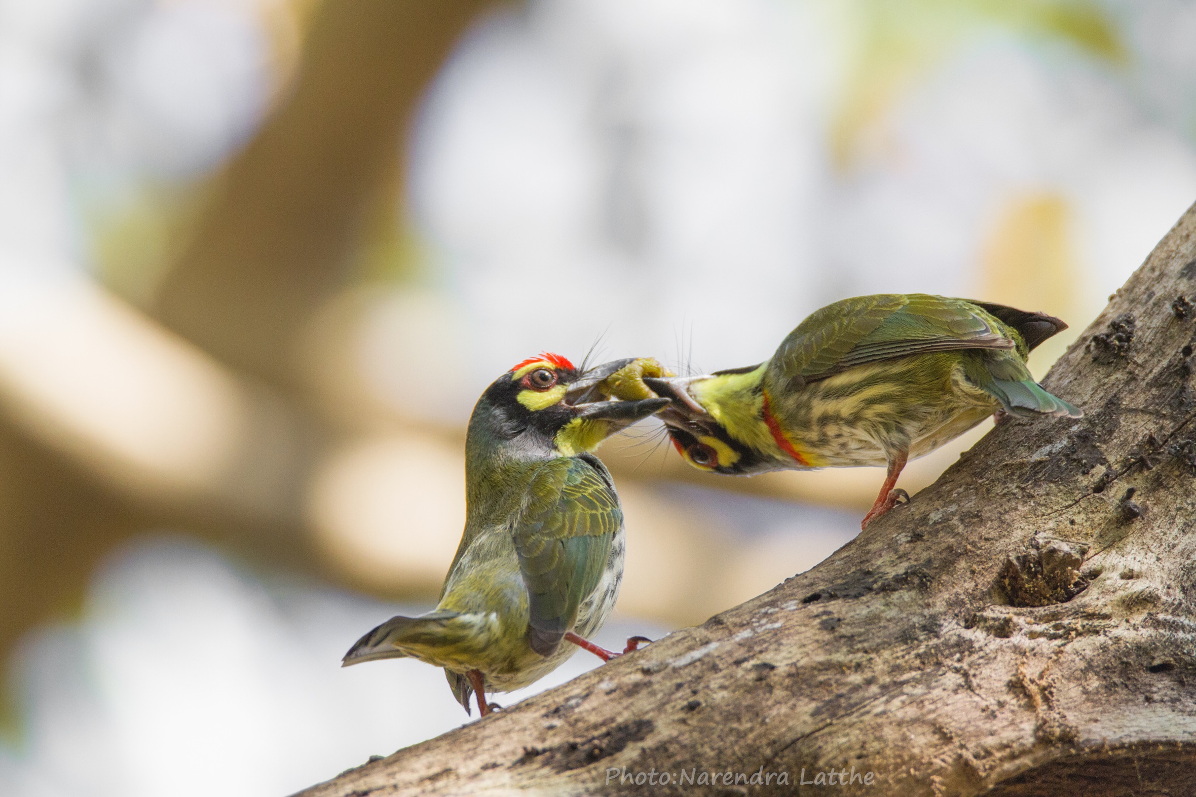 Coppersmith Barbets