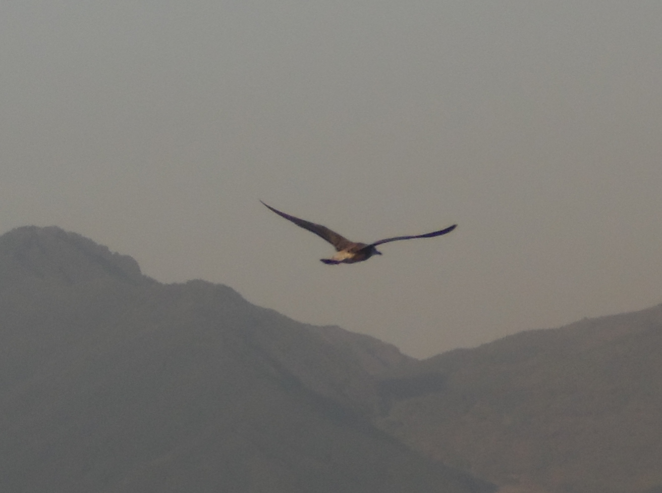 Gabbiano nel Vesuvio