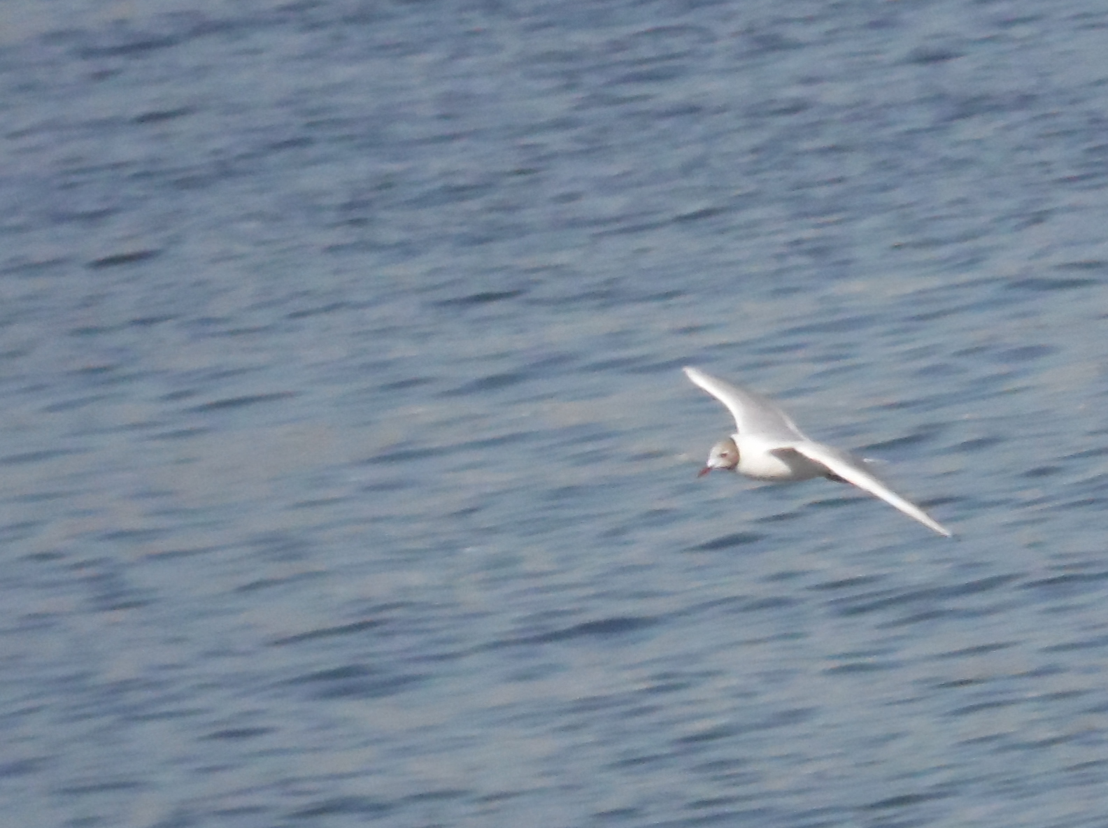 Gabbiano comune a caccia!