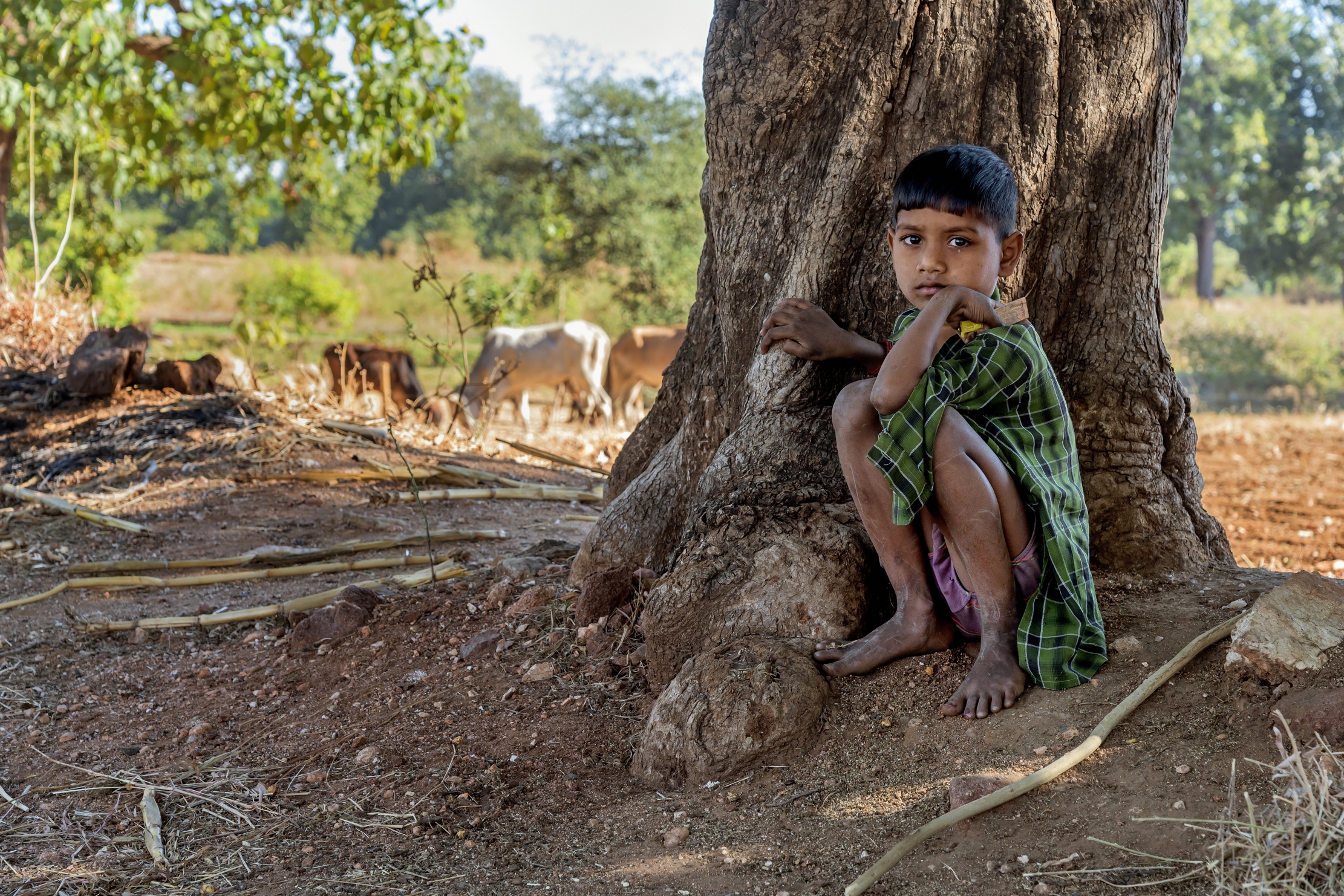 Gujarat 2015 - Pastorello