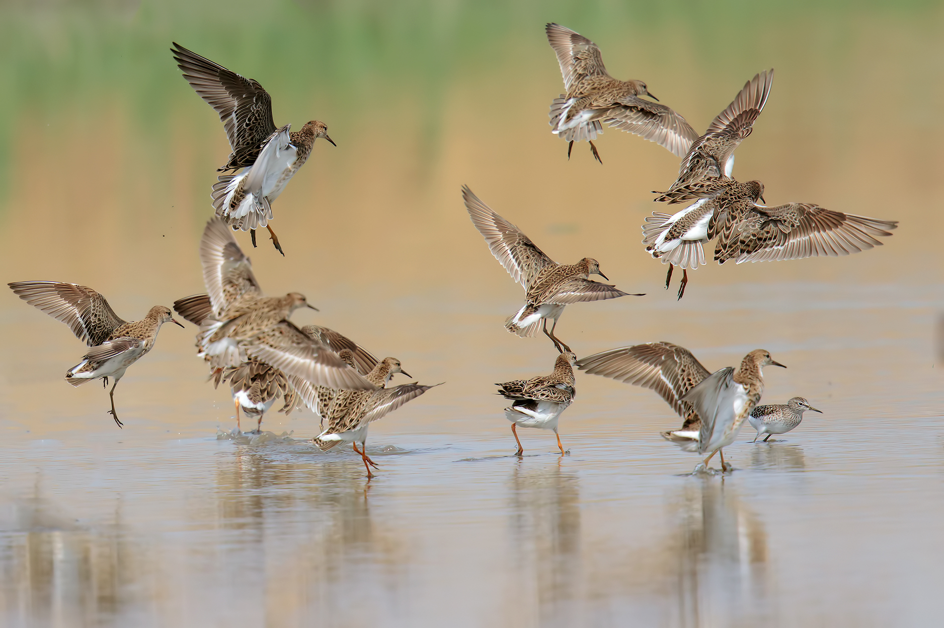 Group of fighters with sandpiper