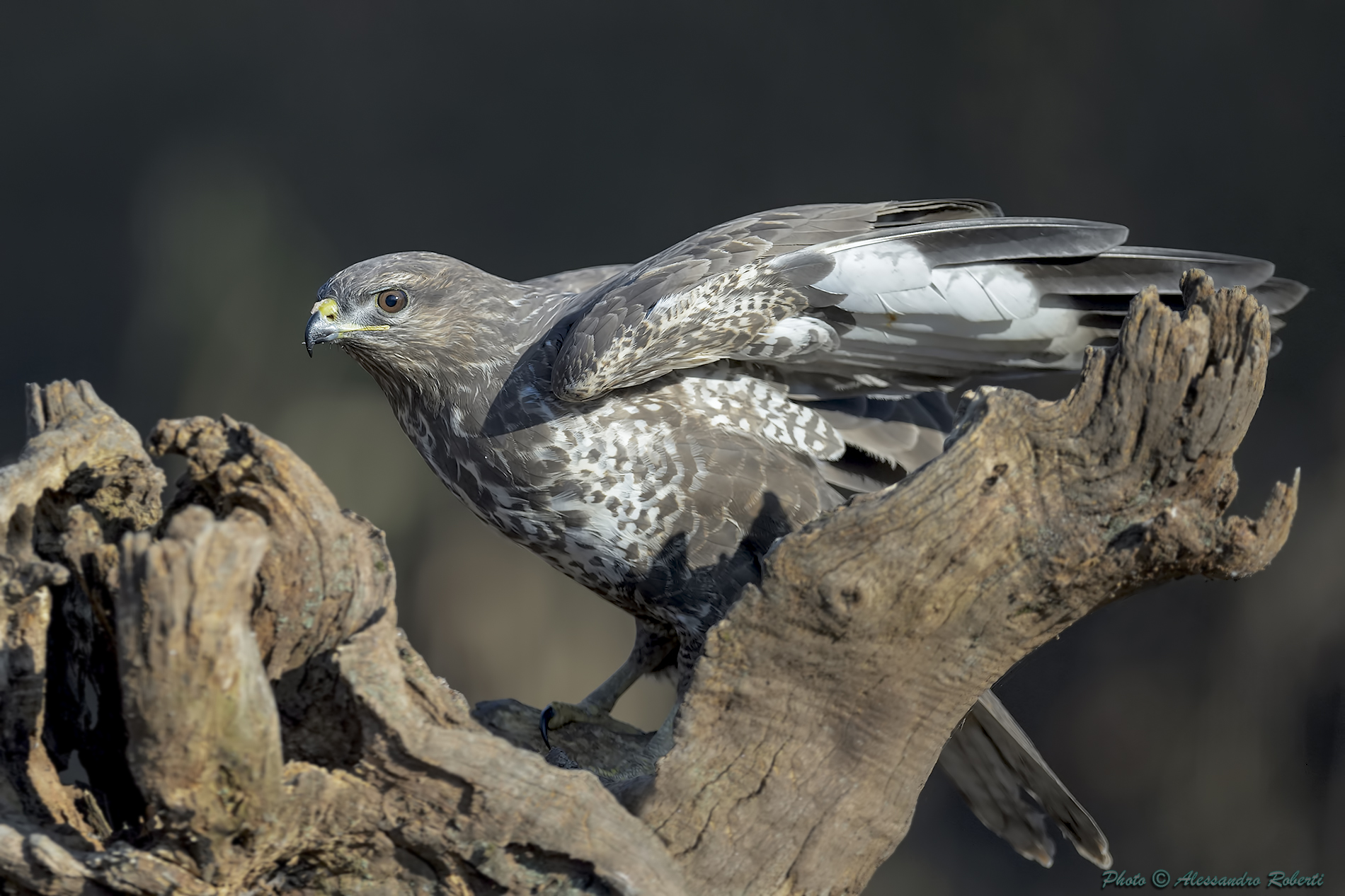 Buzzard (Buteo buteo)