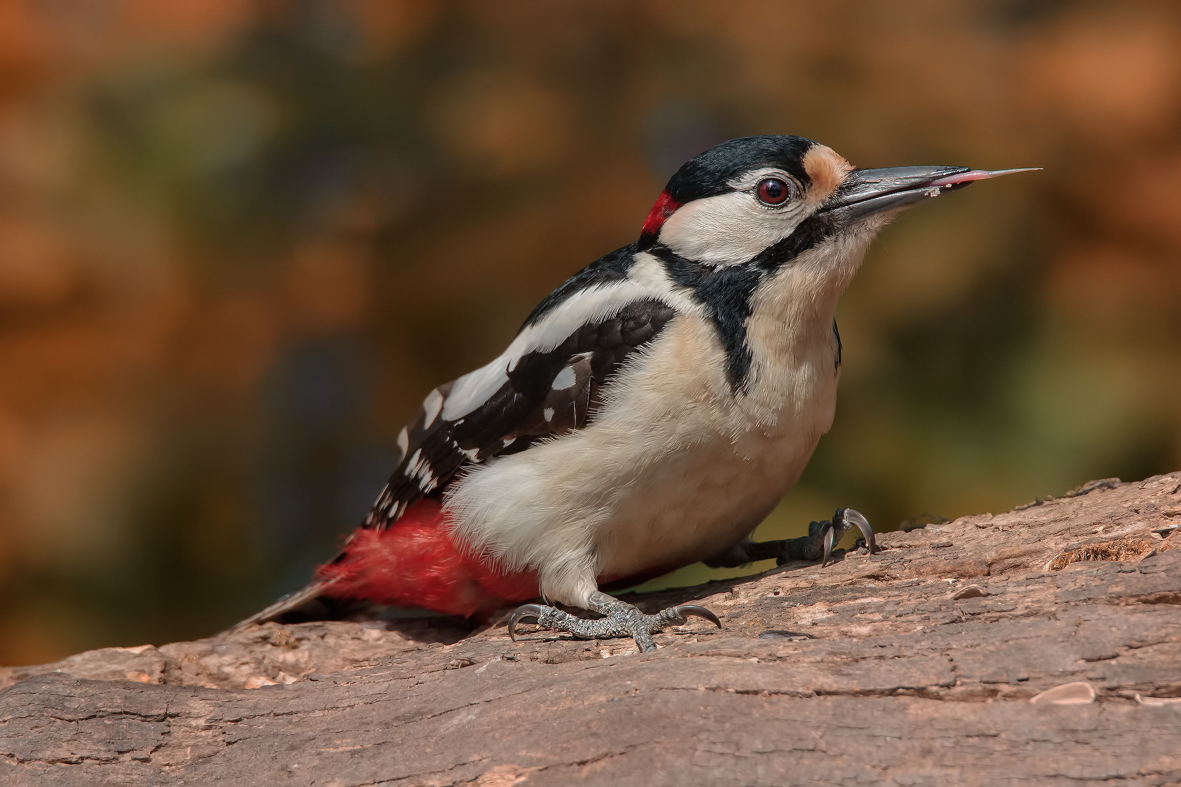 Picchio rosso maggiore
