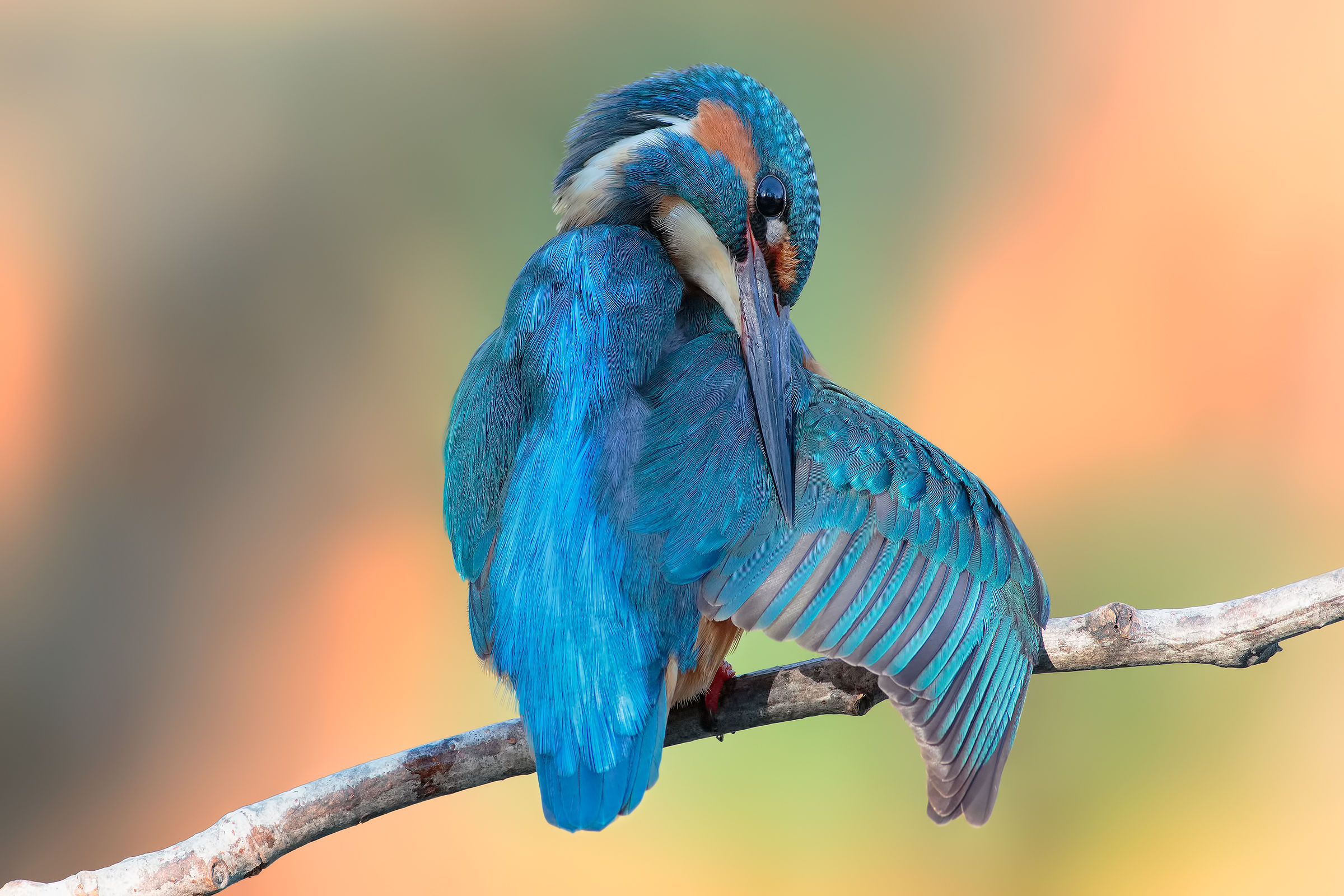 Alcedo atthis
