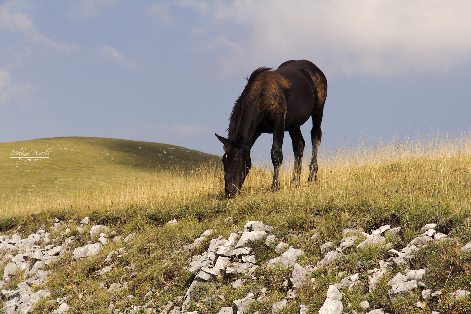 Wild horse2