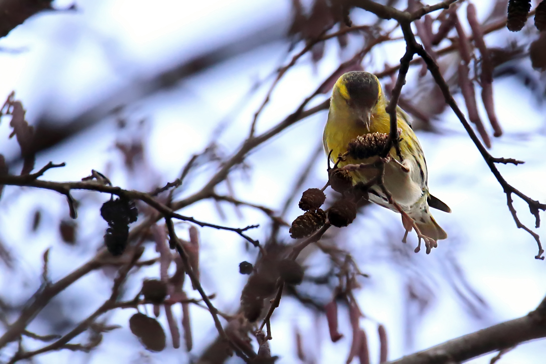 Siskin set