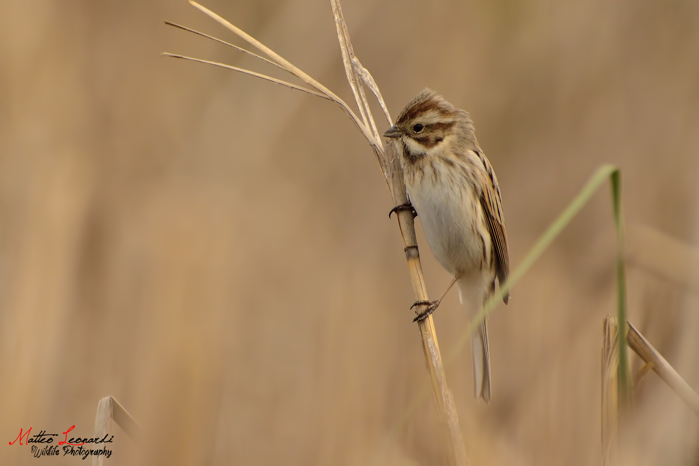 Migliarino di Palude
