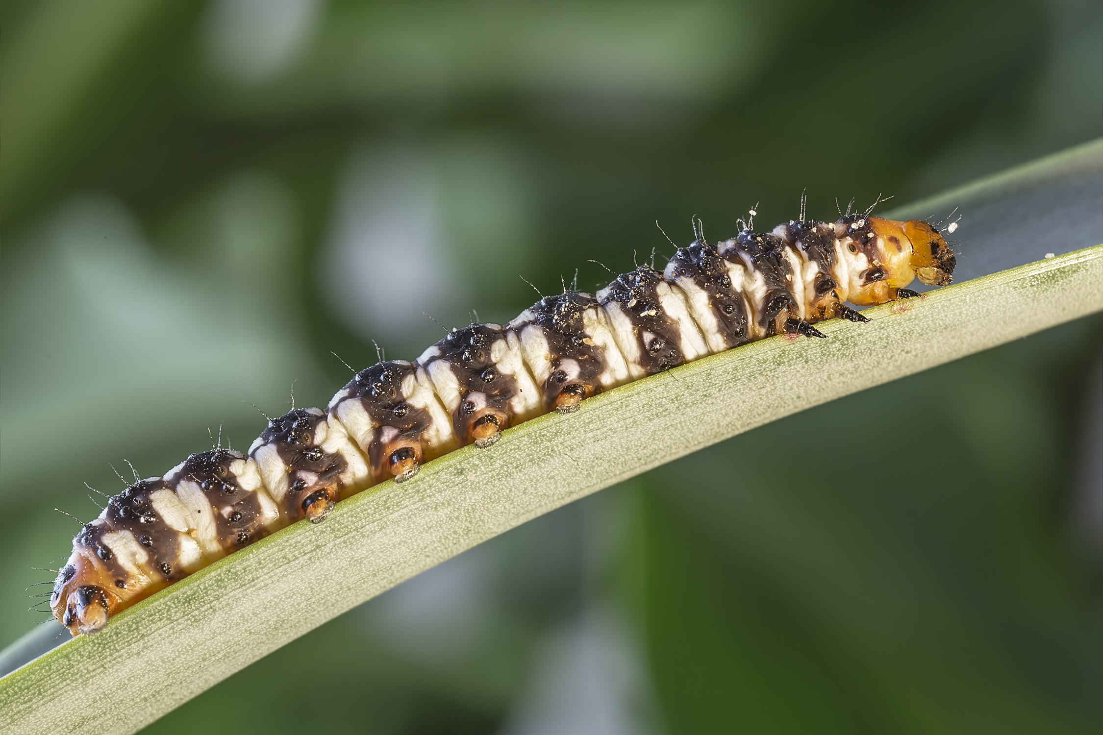 caterpillar