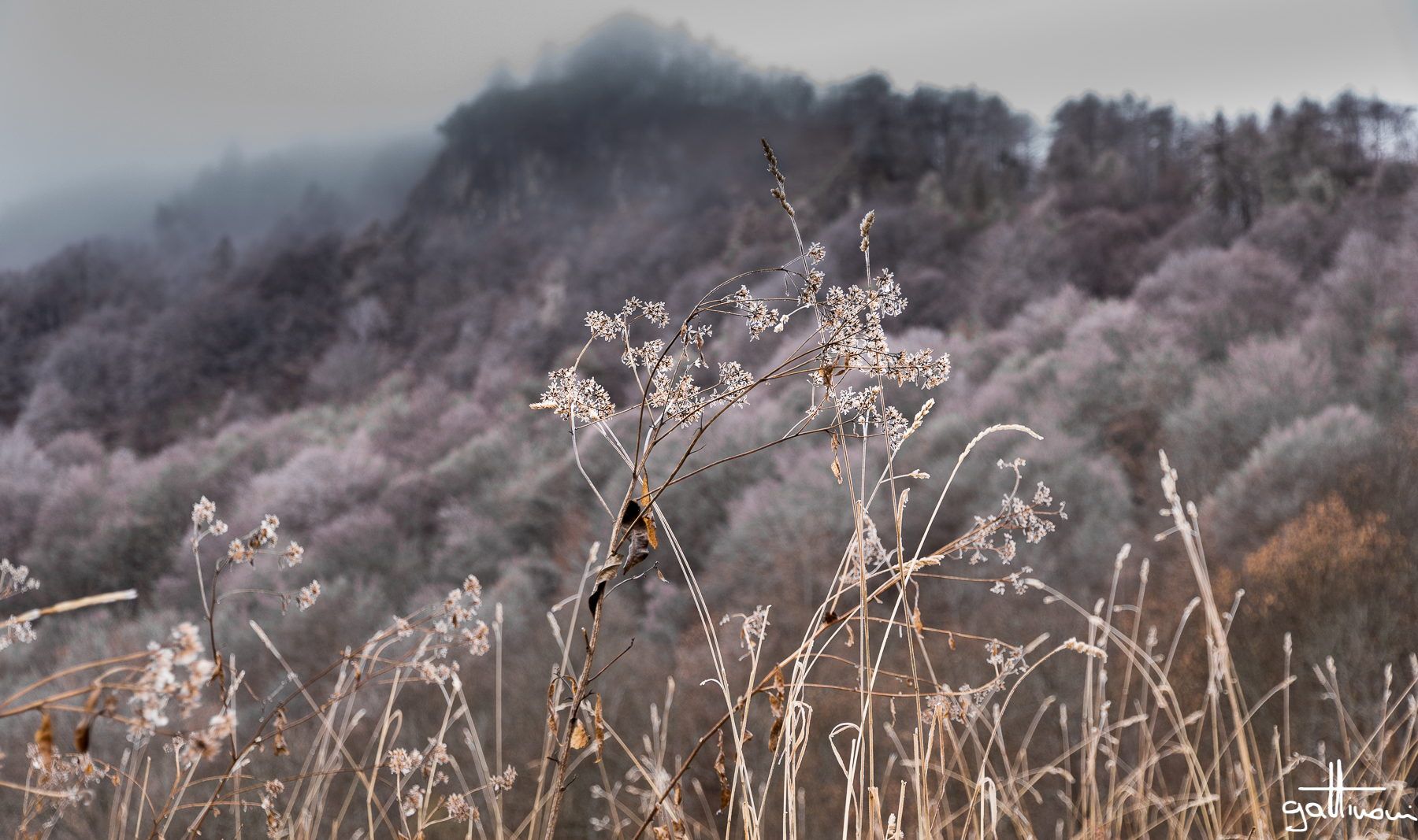La danza degli steli