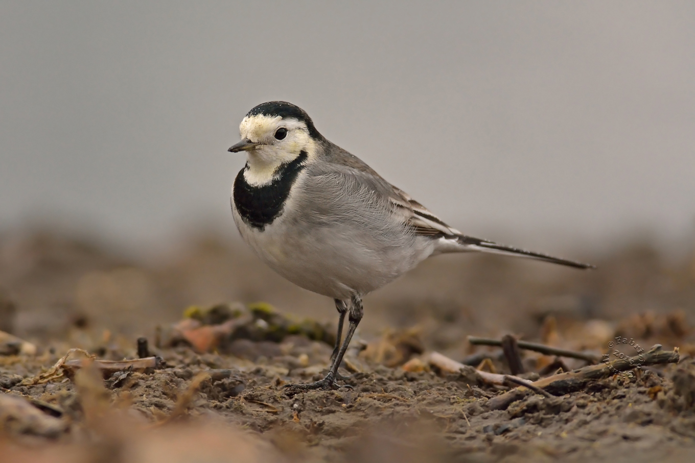 White Wagtail (Motacilla alba)