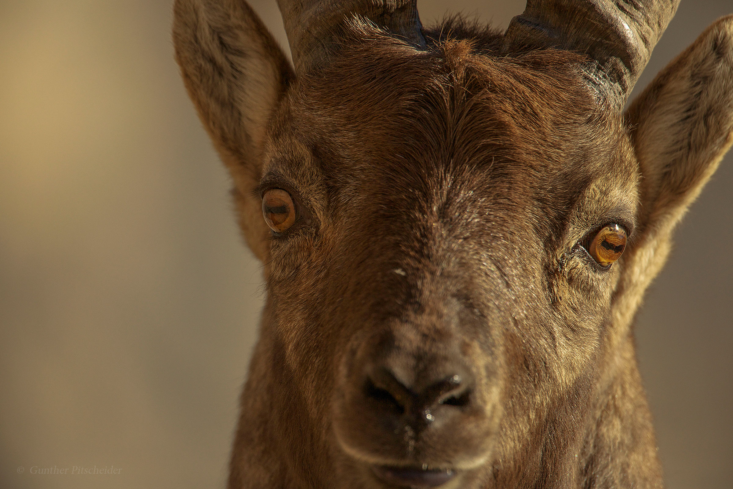 Stambecco - Capra ibex
