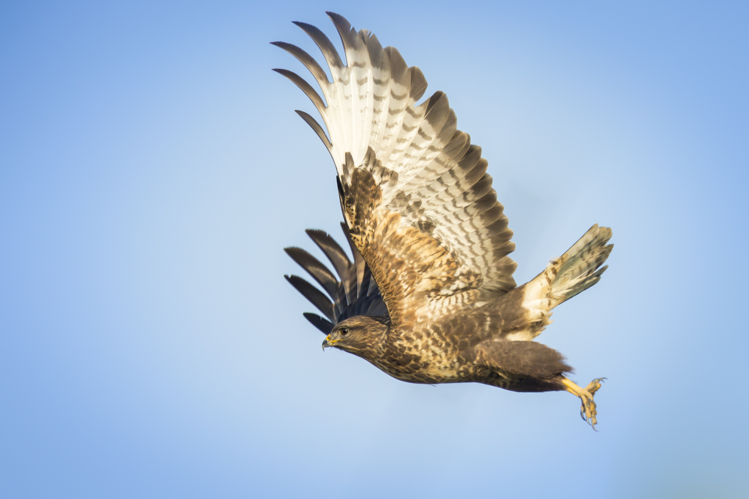 the plunge into the void