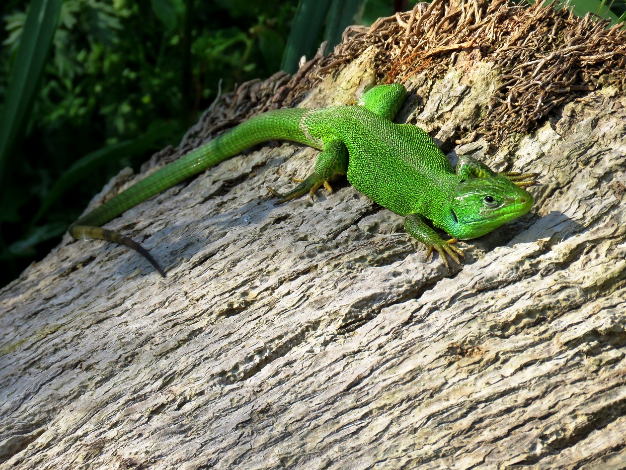 Ramarro occidentale (Lacerta bilineata)