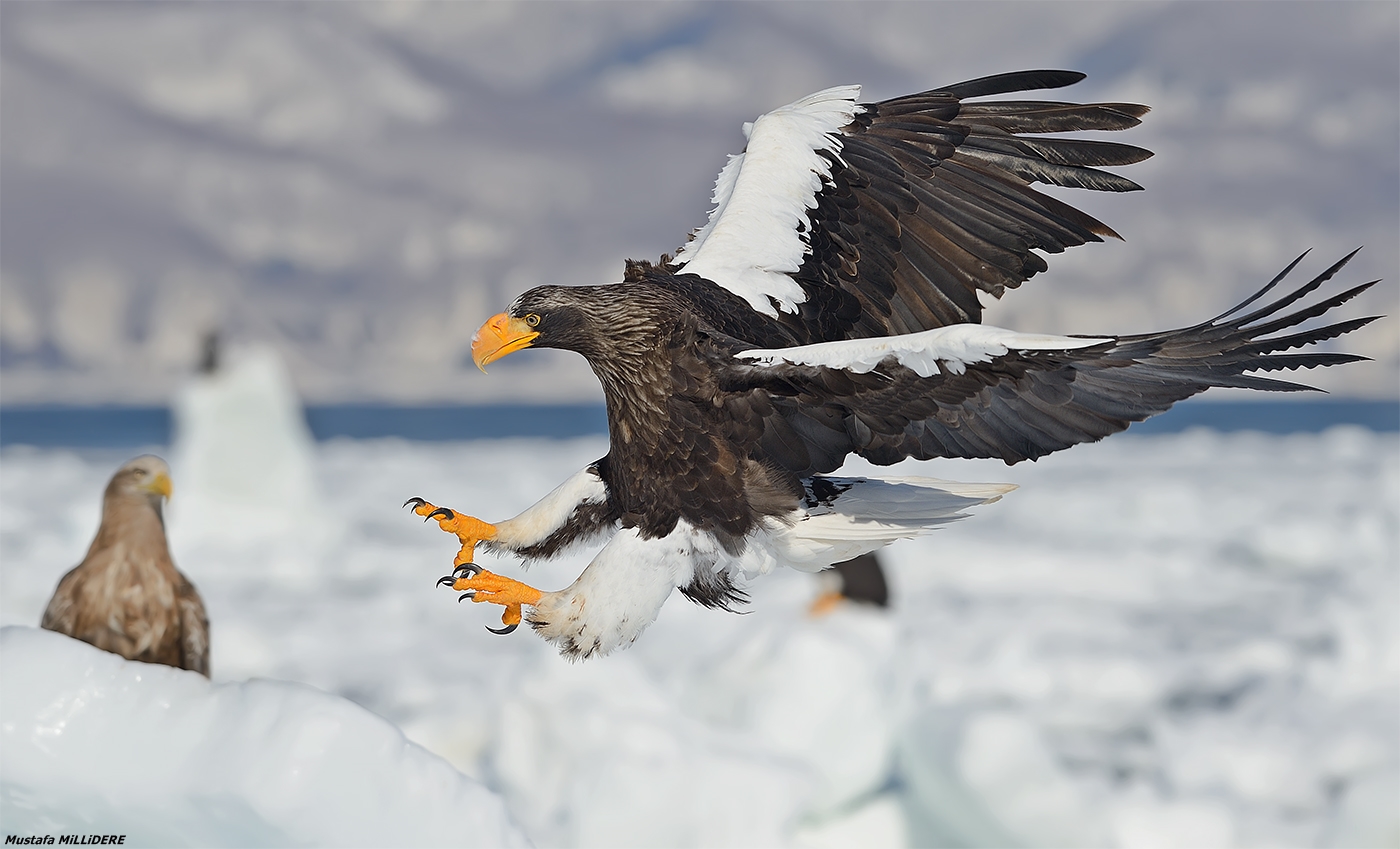 Steller's Sea Eagle ...
