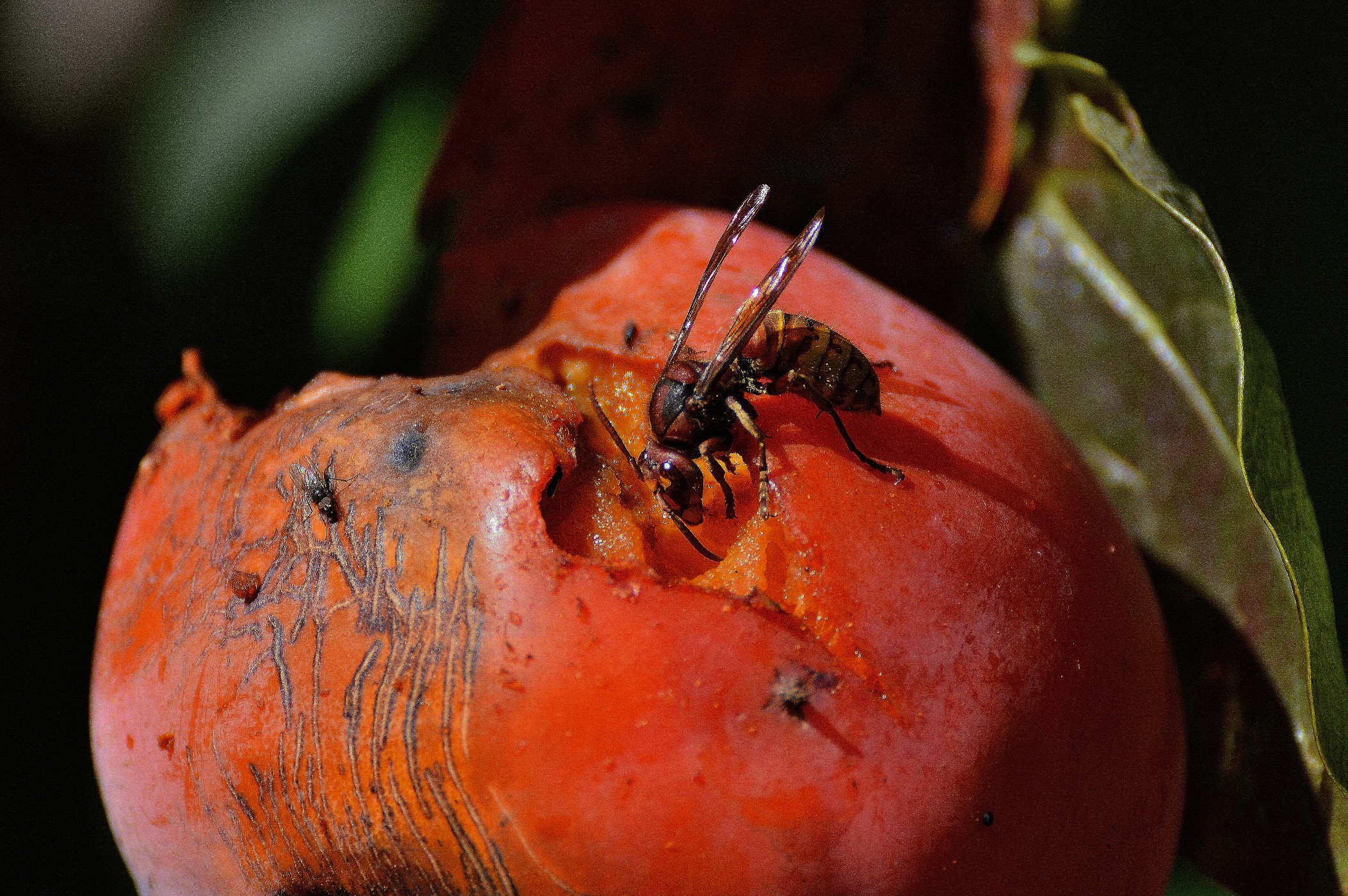 Calabrone che mangia il cachi