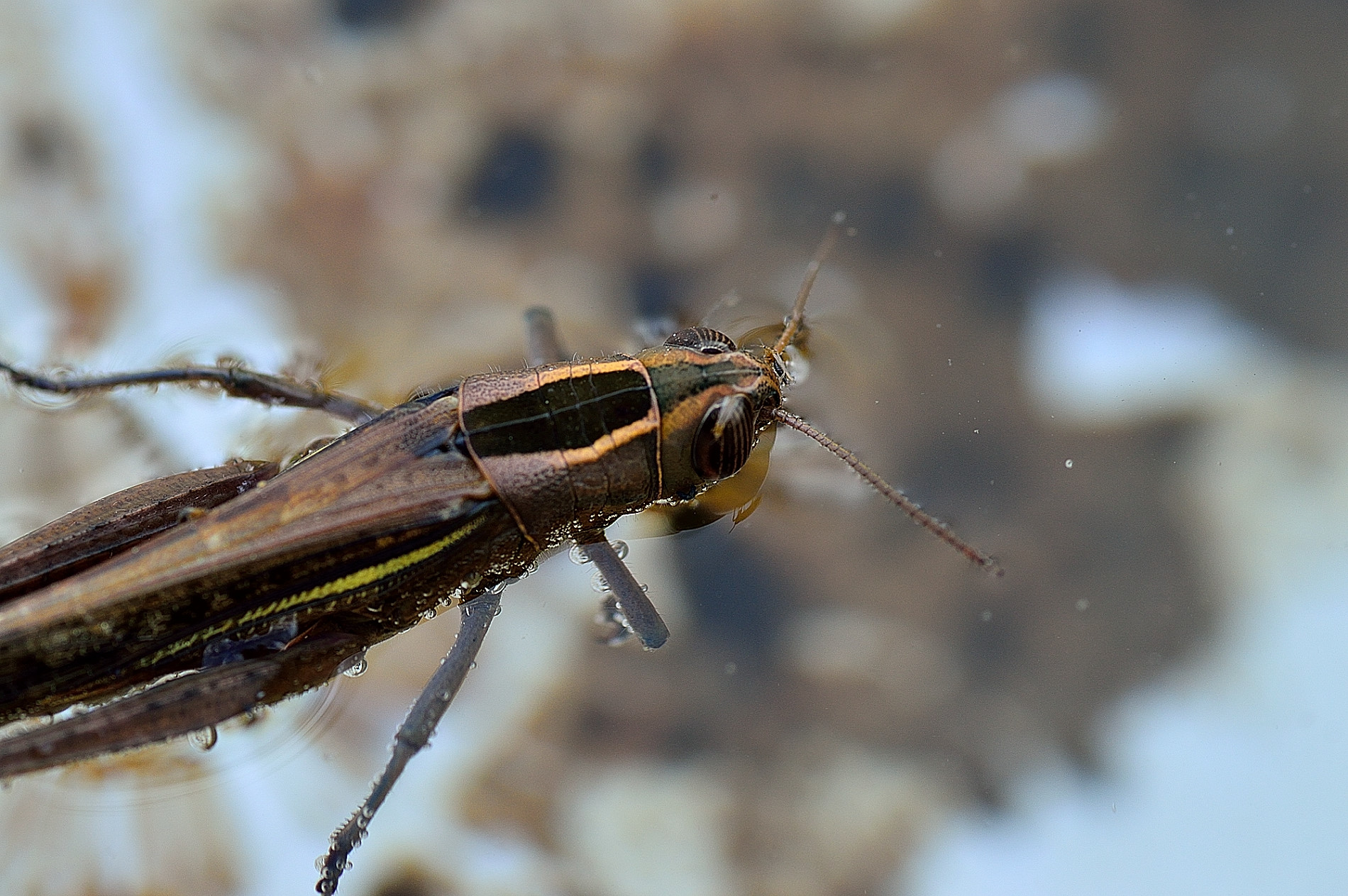 Cavalletta intrappolata in acqua