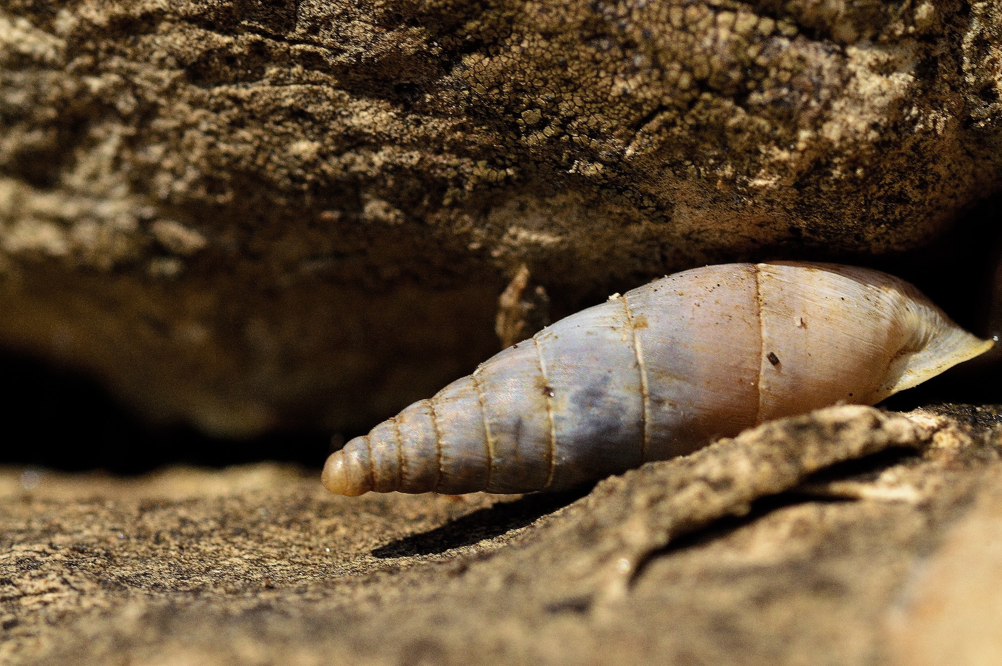 Conchiglia di montagna