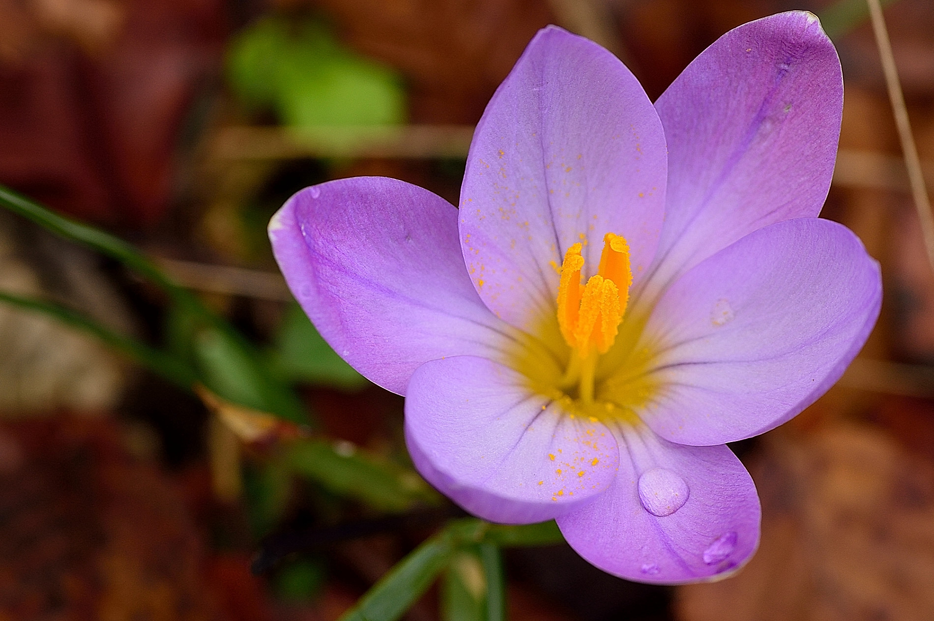 Orchidea di montagna