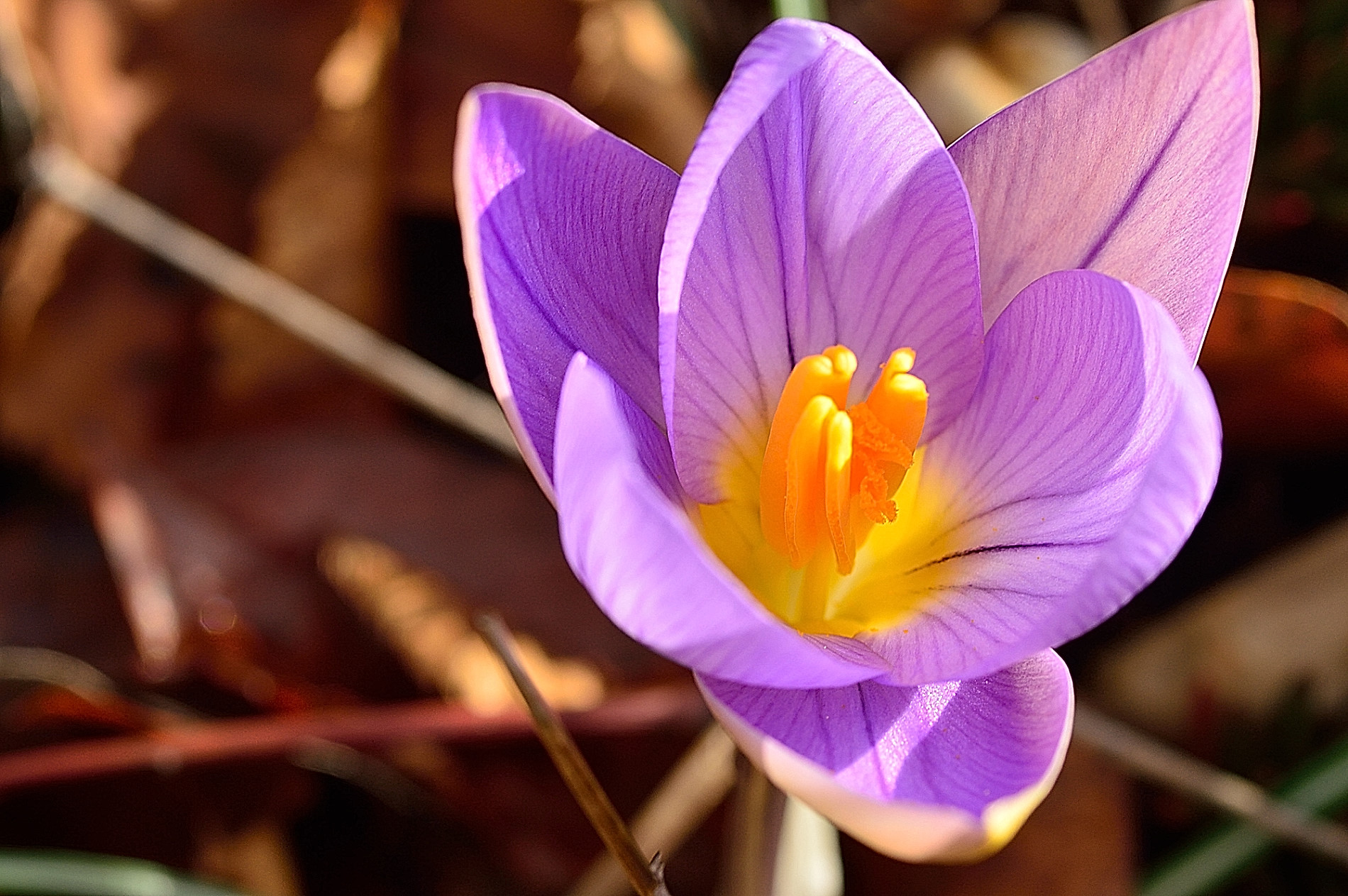Orchidea di montagna