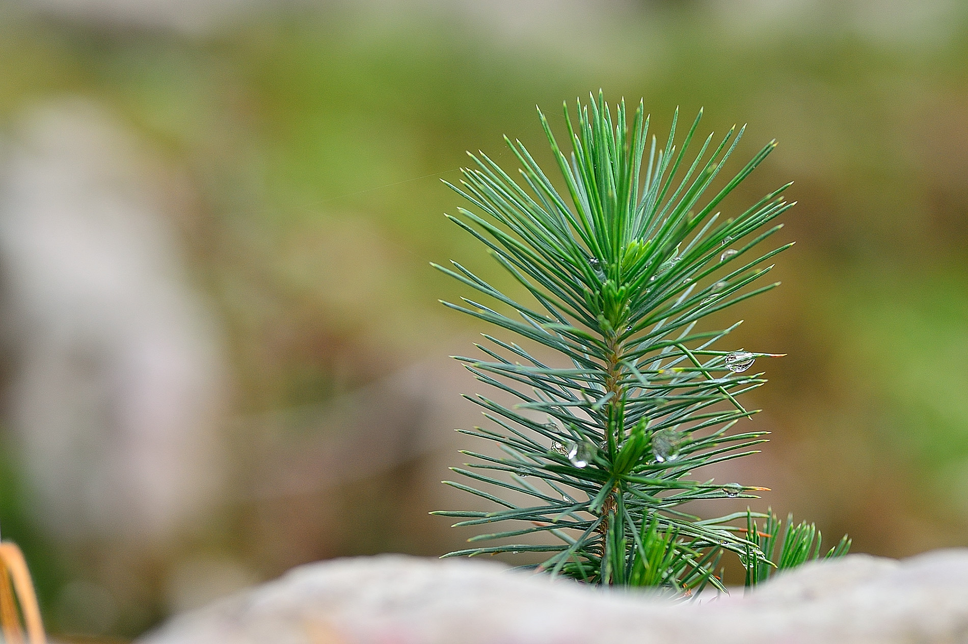 Piccolo Pino di montagna