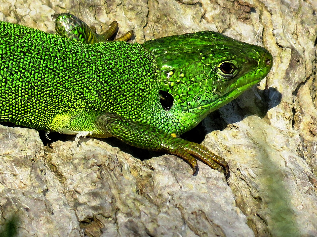 Ramarro occidentale (Lacerta bilineata)