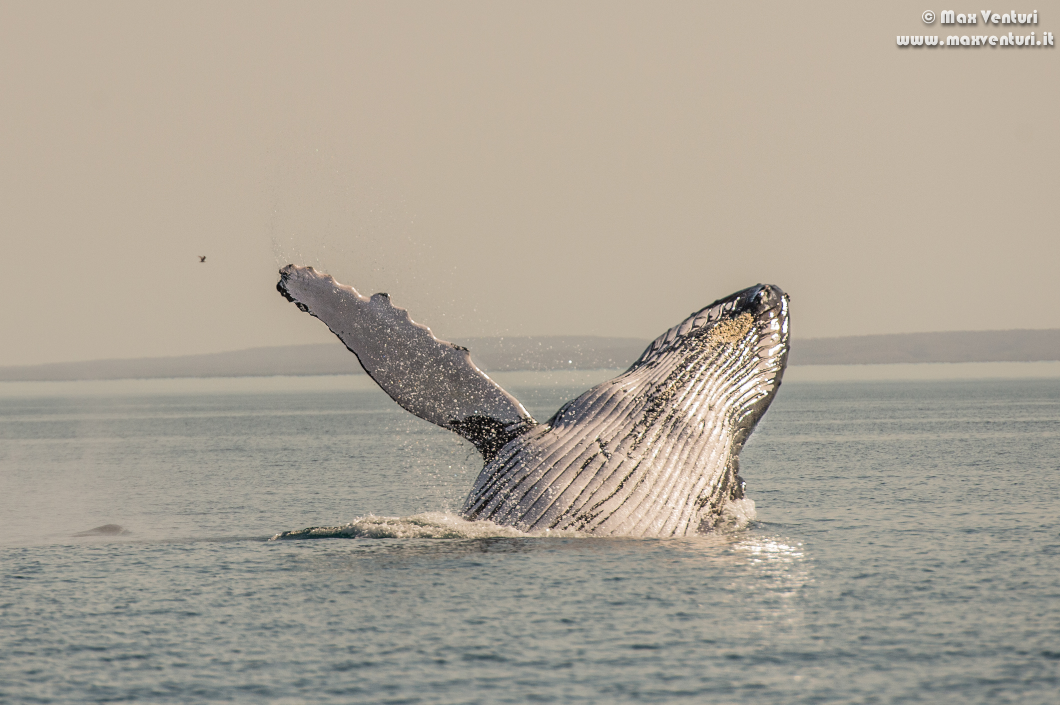 Humpback Whales
