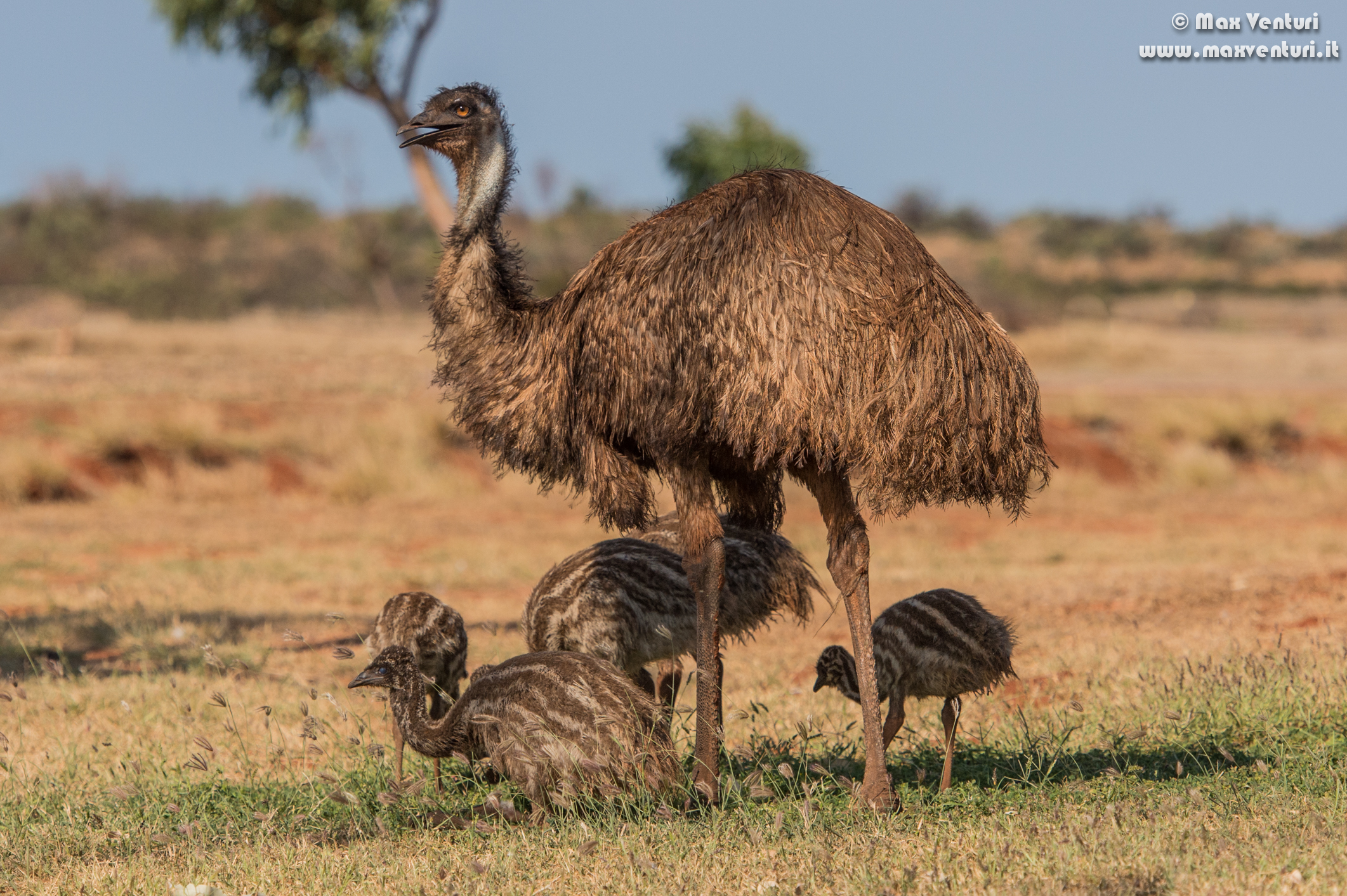 Emu