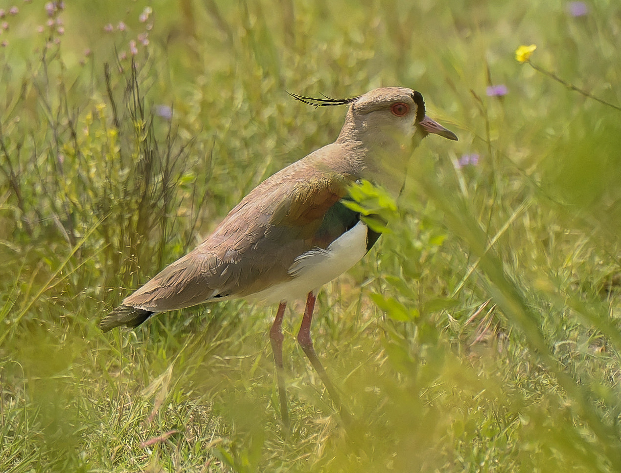 Pavoncella del sud / Vanellus chilensis