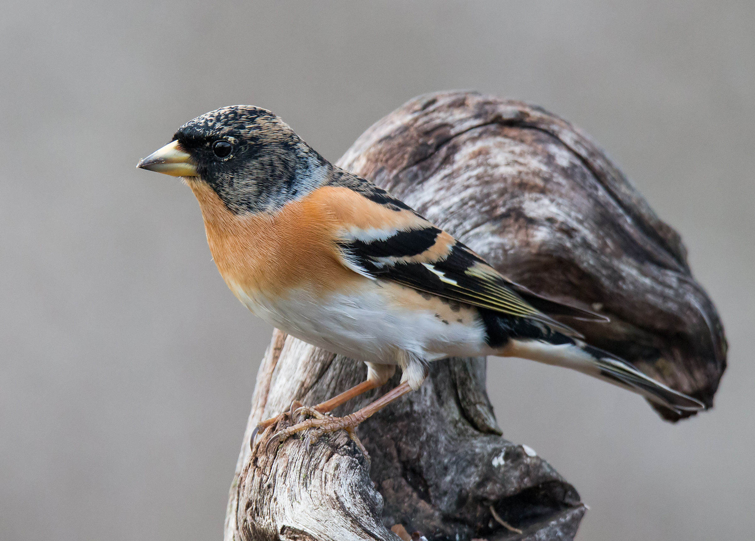 The maschiettolo of Brambling