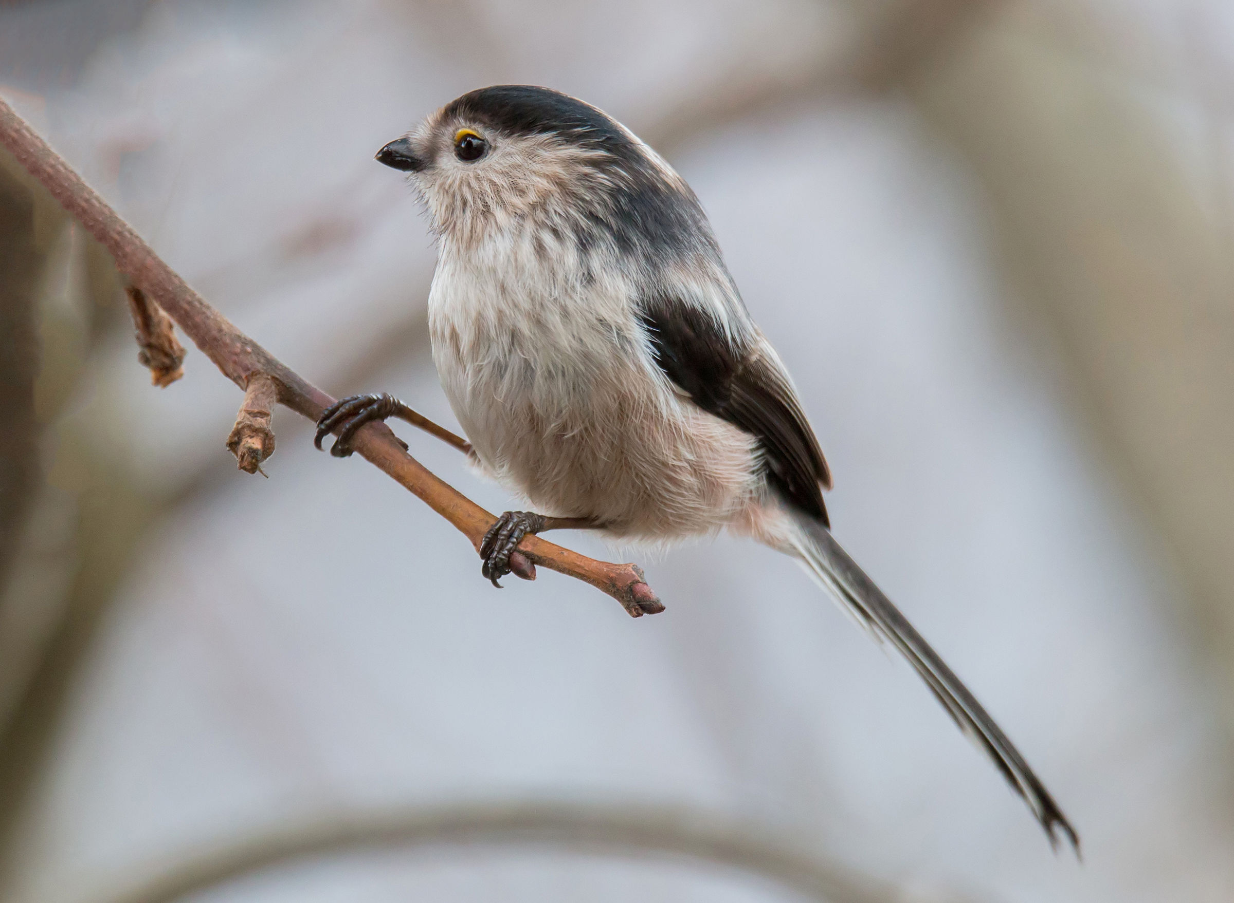 The Long-tailed Tit