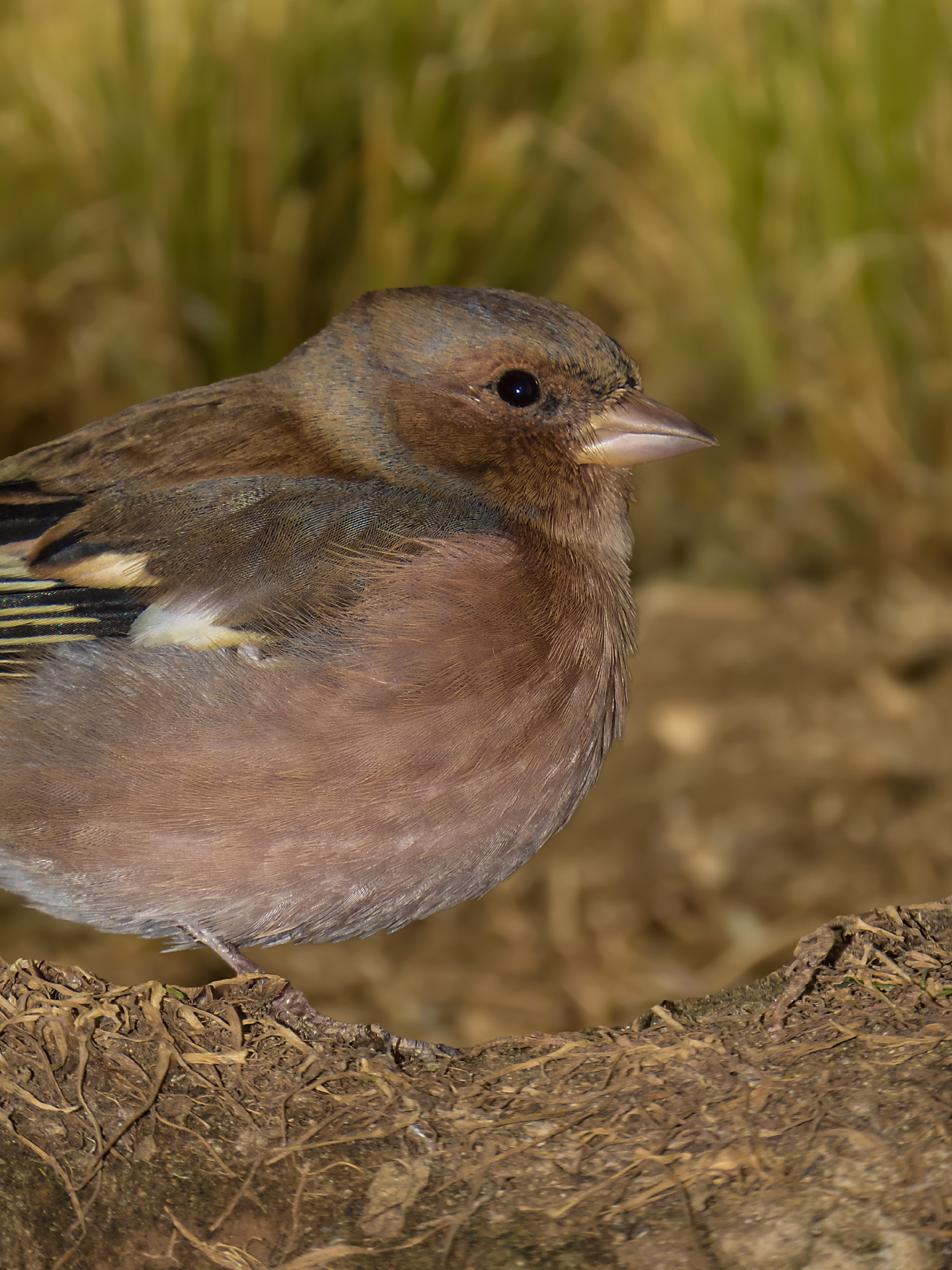 Chaffinch