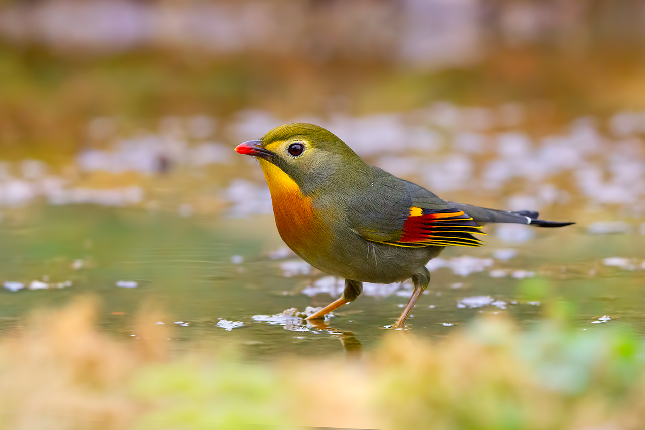 Usignolo del giappone