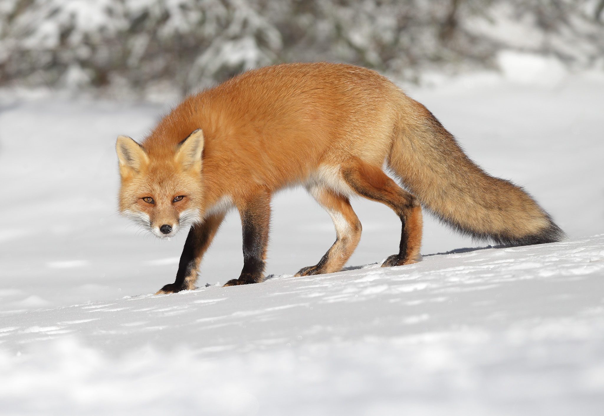 Red-Fox - Algonquin Park, Ontario, Canada