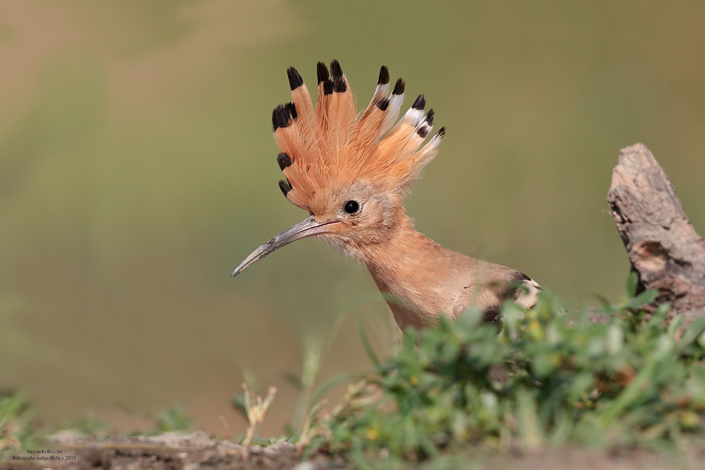 Hoopoe defensive attitude