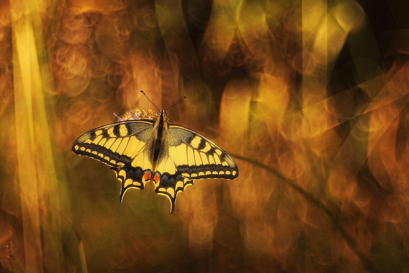 Spero che servono nettare in un inferno