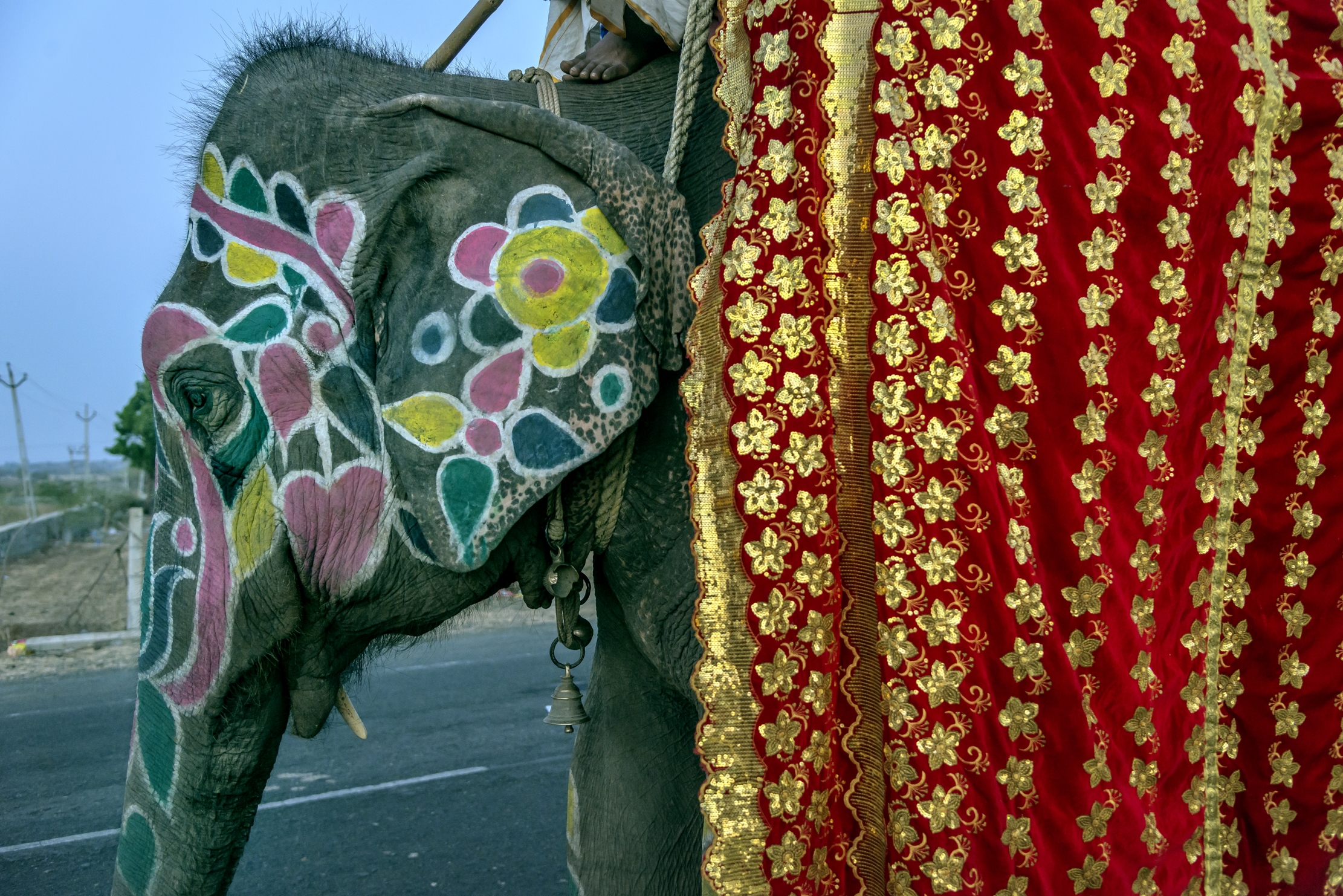 Gujarat 2015 - Elefante "da processione"