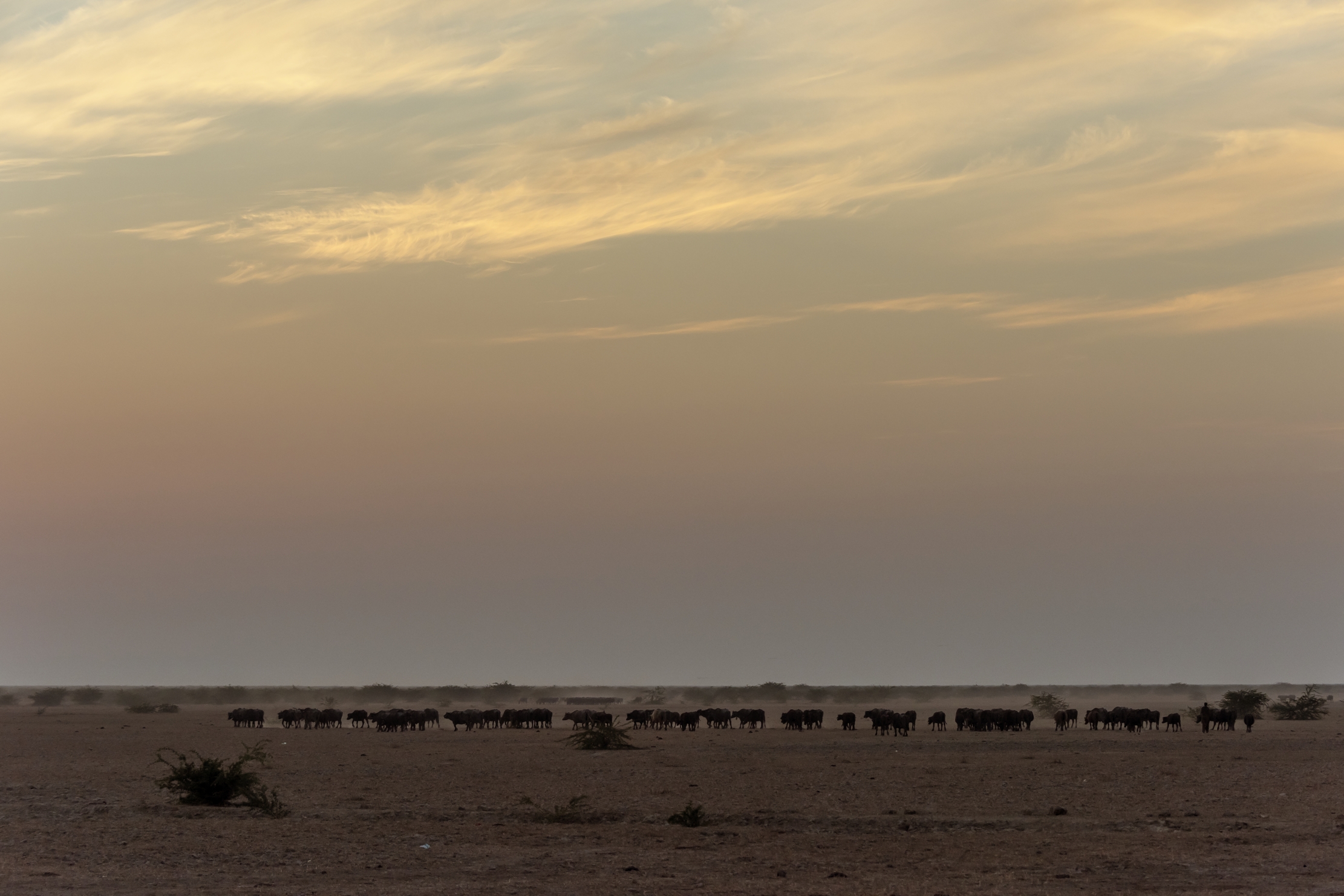 Gujarat 2015 - Al tramonto