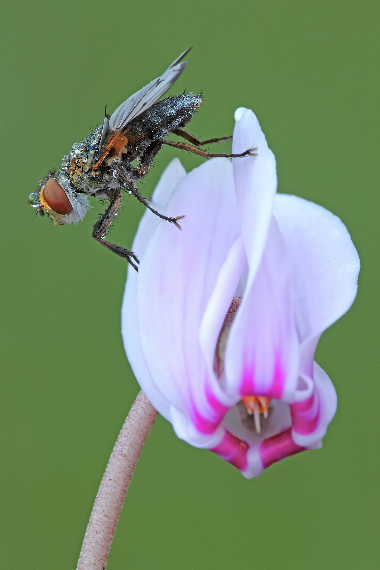 quando si dice....vanità !!!