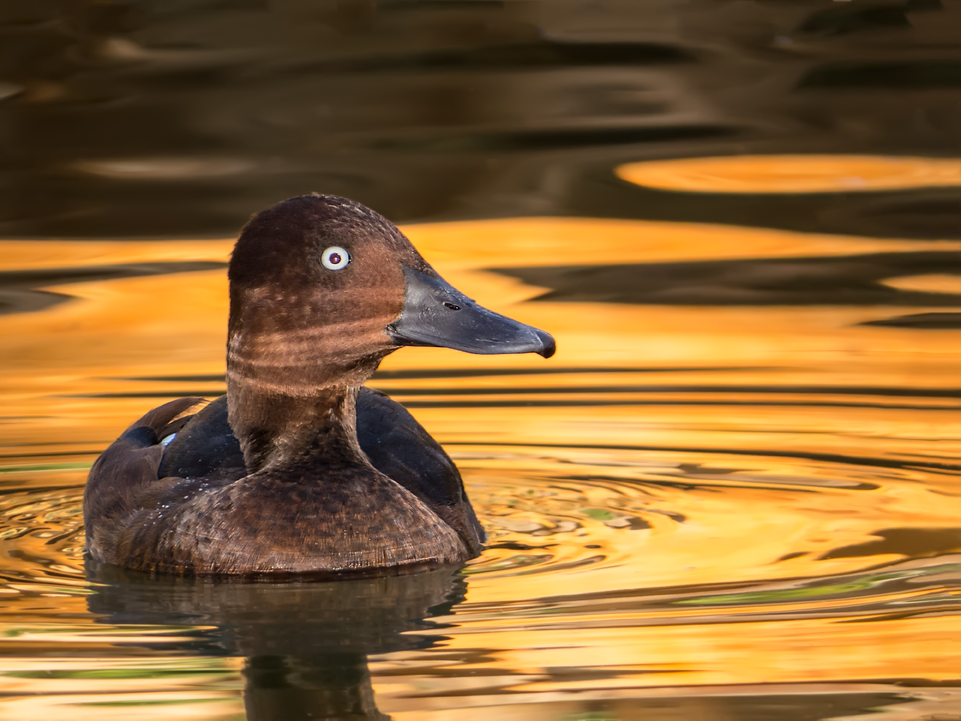 Ferruginous Duck - Male